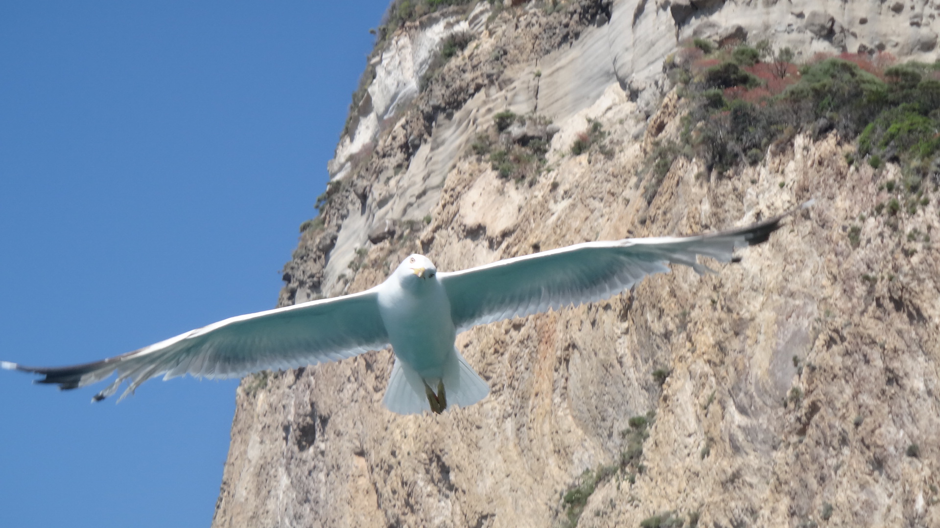Seagull in flight I...