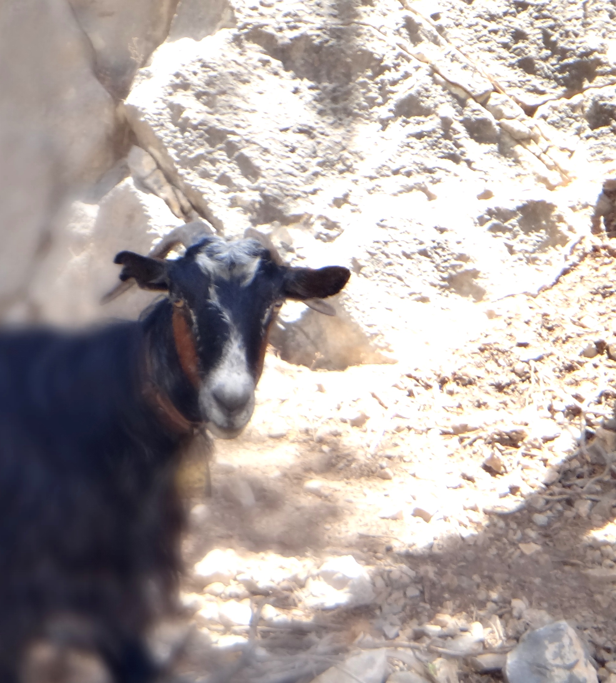 Goat posing...