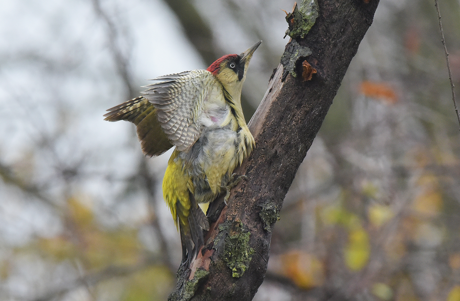 the green woodpecker in the storm...