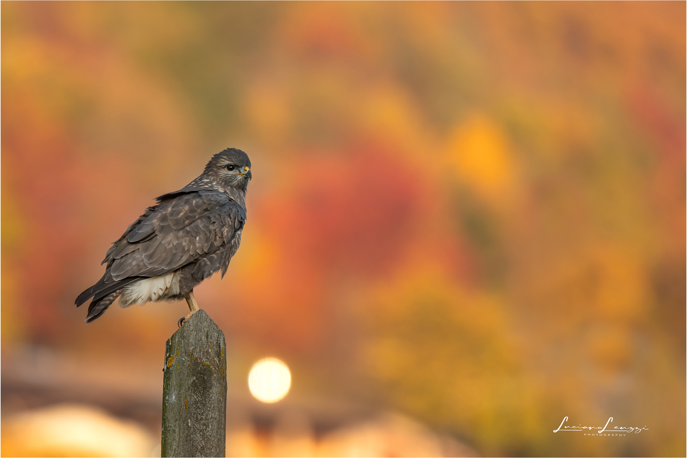 The last autumn buzzard...