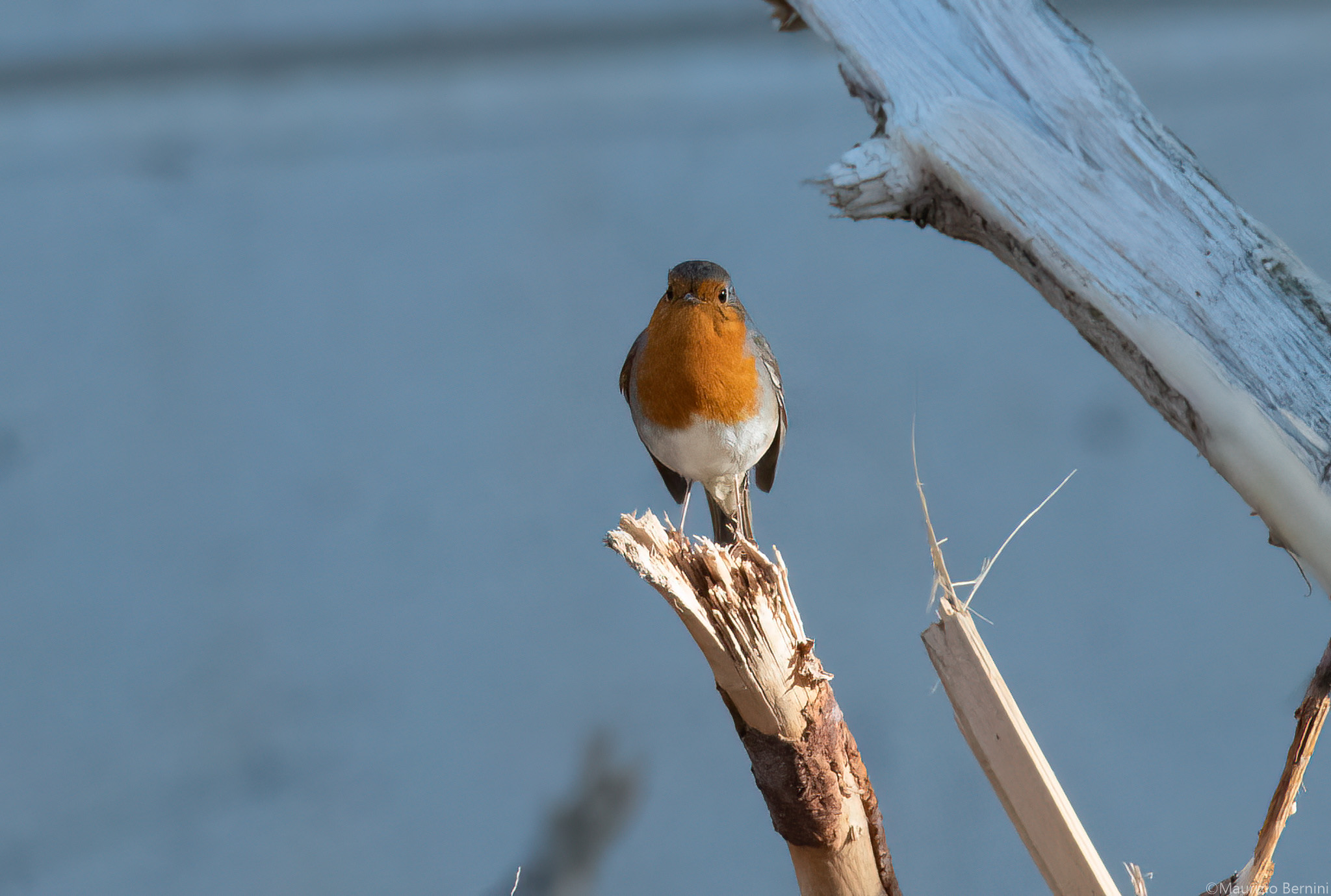 Robin...