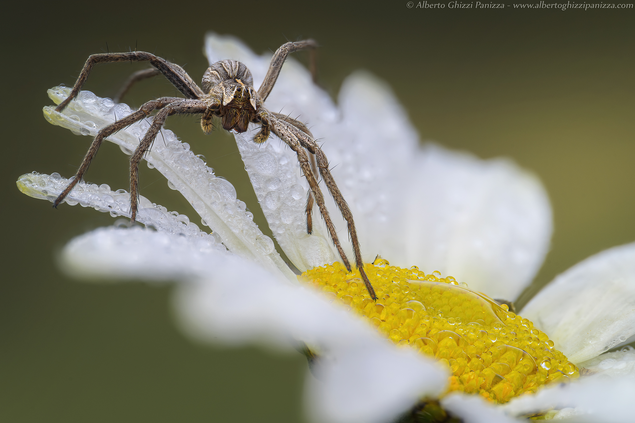Spider on daisy...