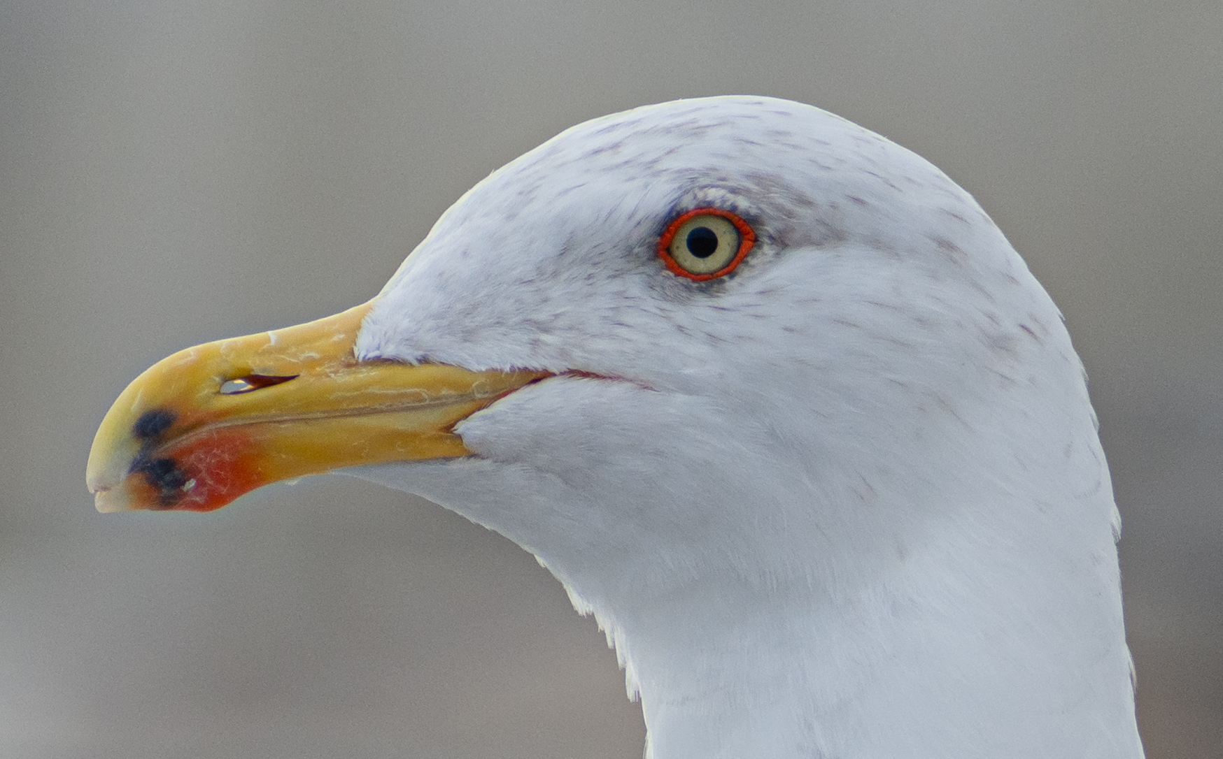 Portrait of a seagull...