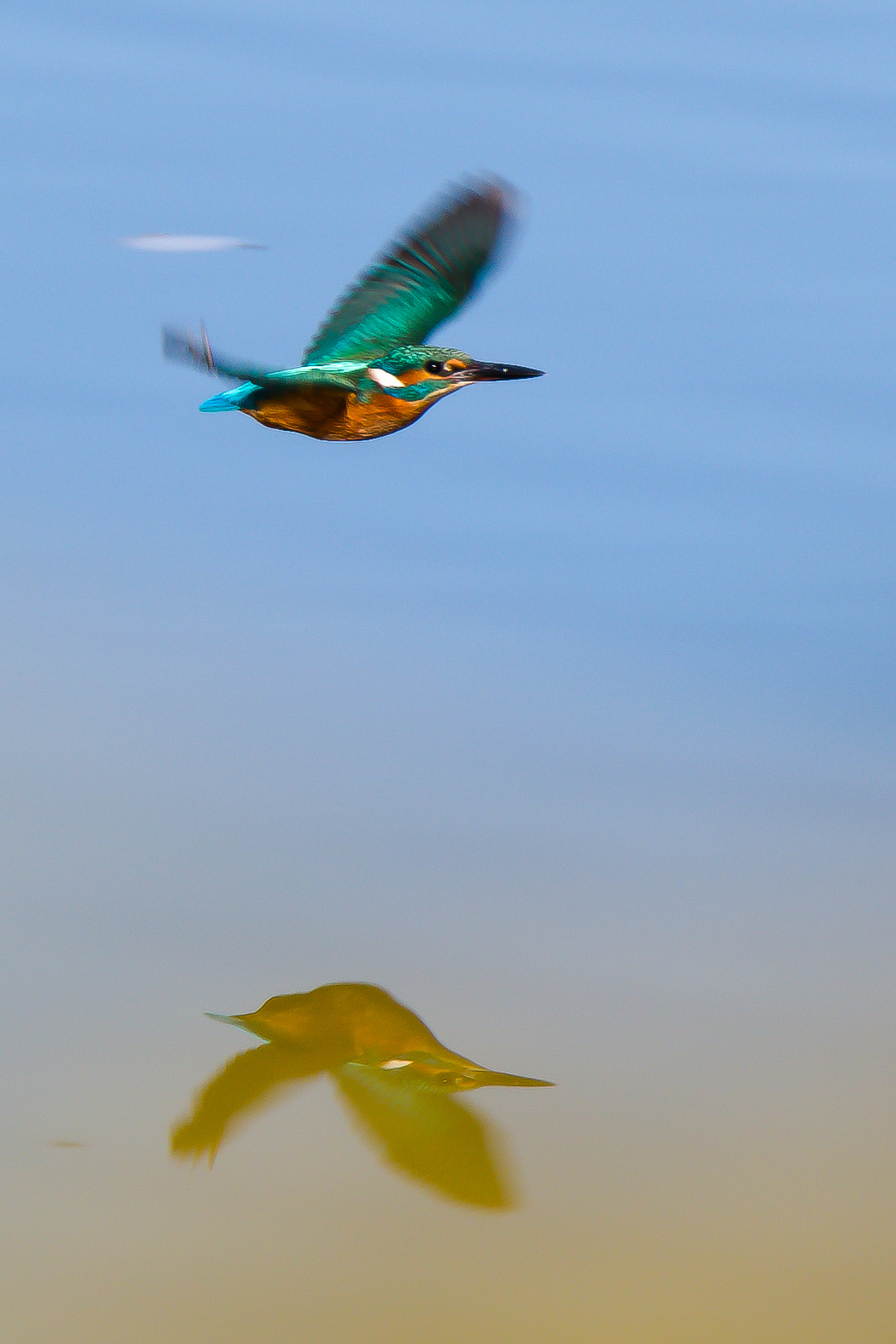 Kingfisher in flight...