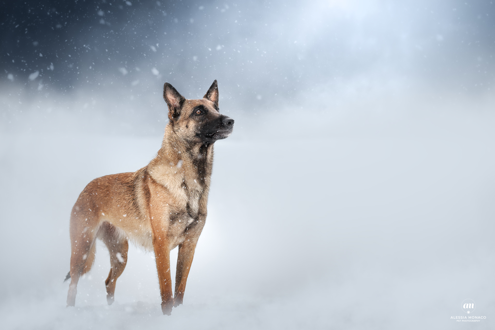 Malinois in the snow...