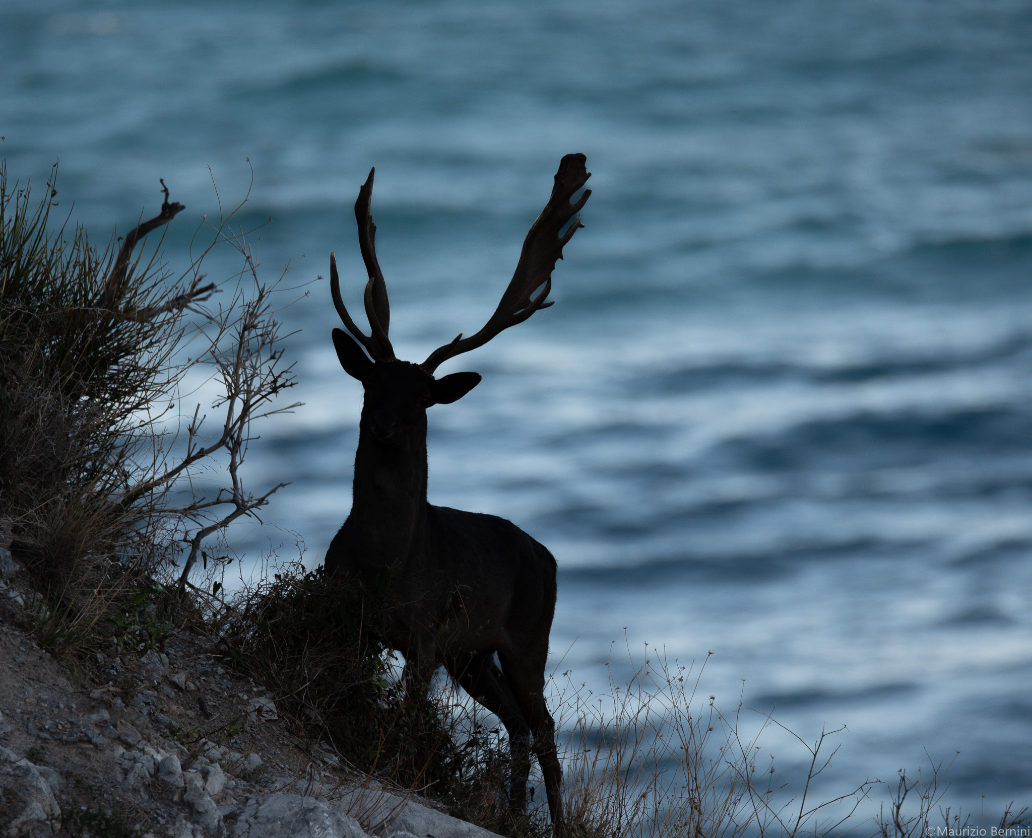 Deer Silhouette...