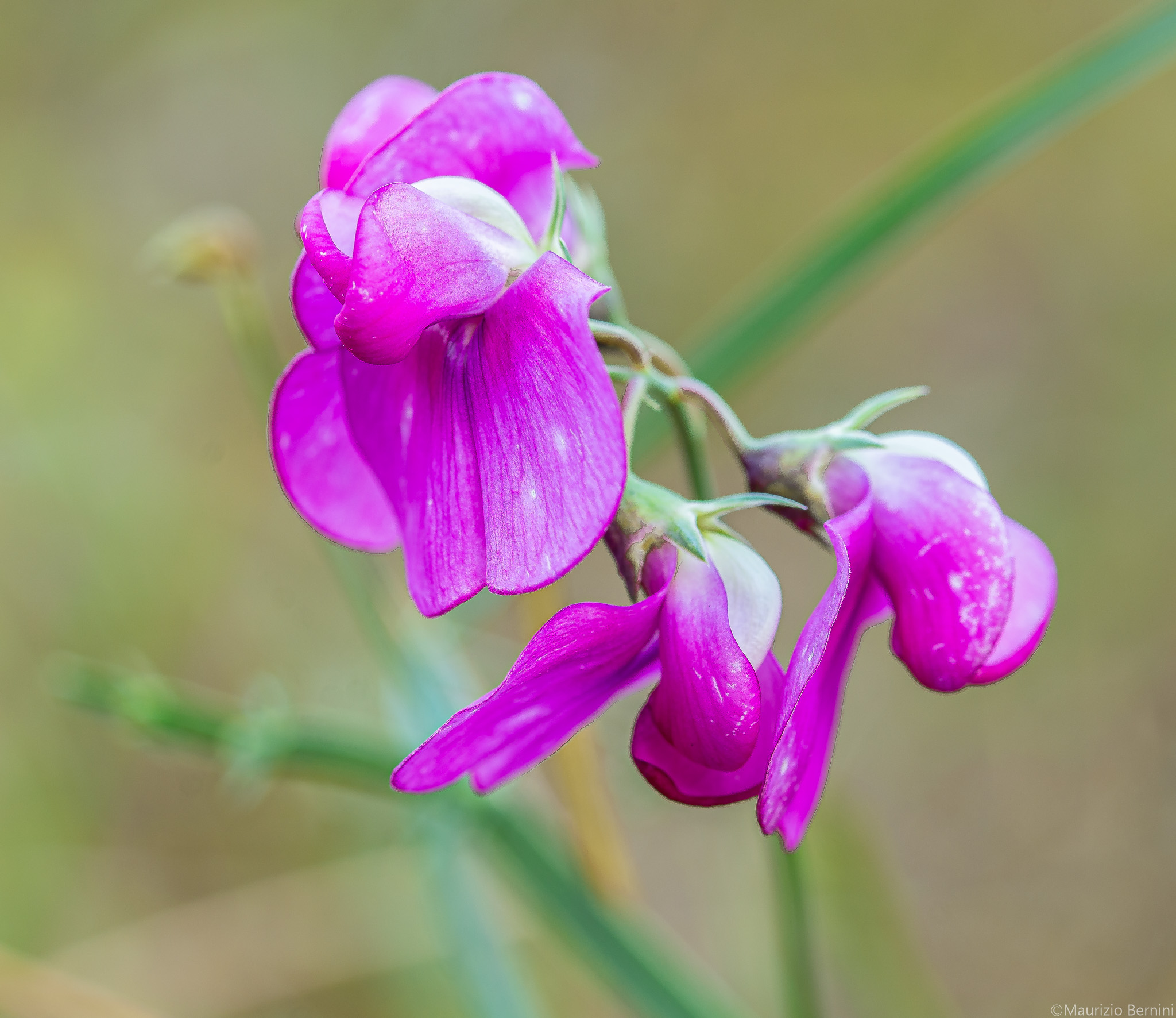 Flower...