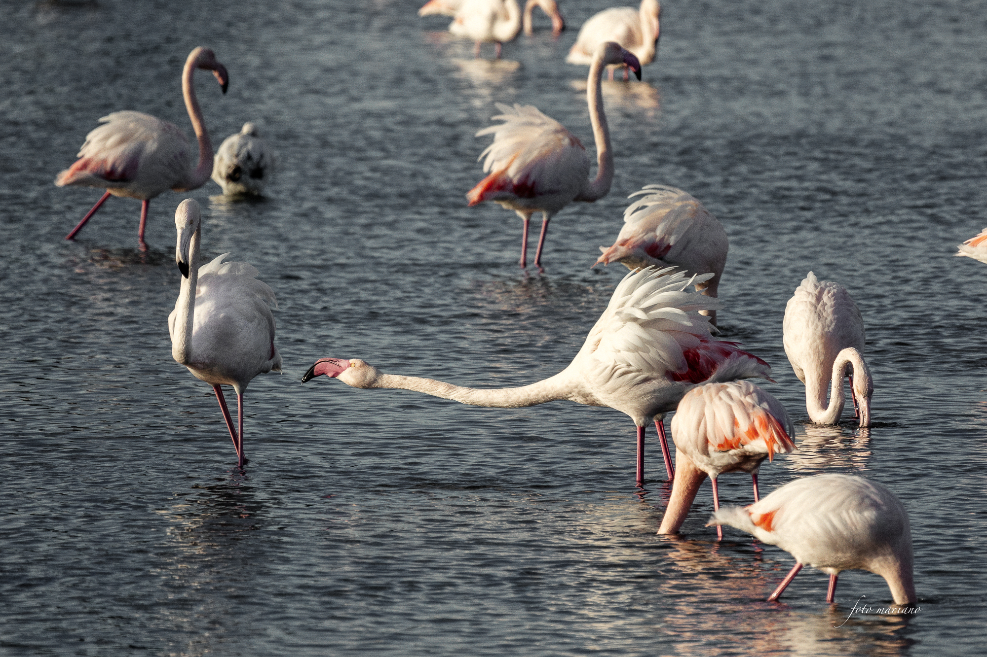 flamingos in the lagoon in Grado...