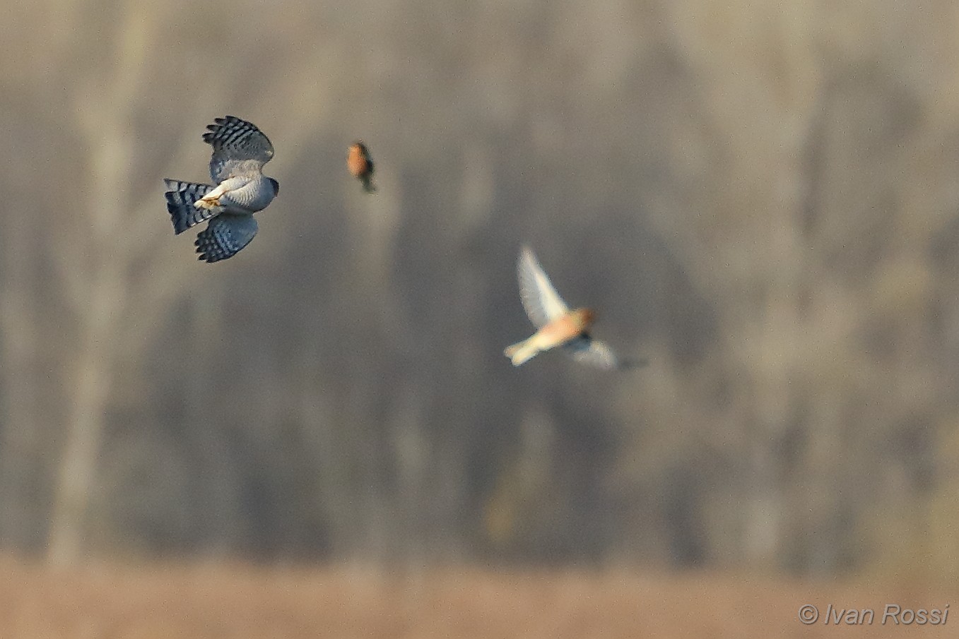 Sparrowhawk hunting...