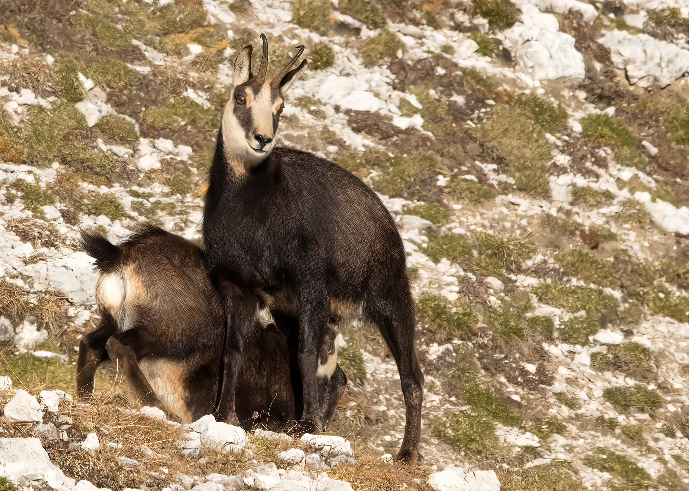 Female and small chamois...