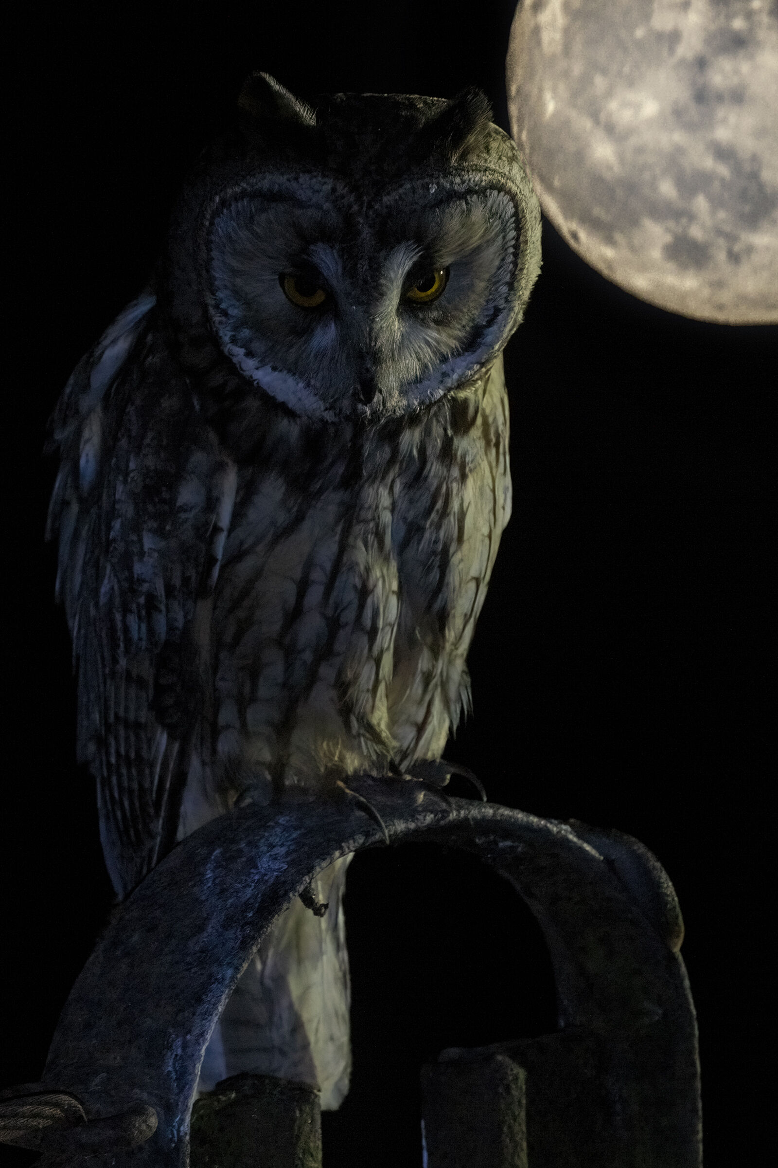 the owl and the moon ...