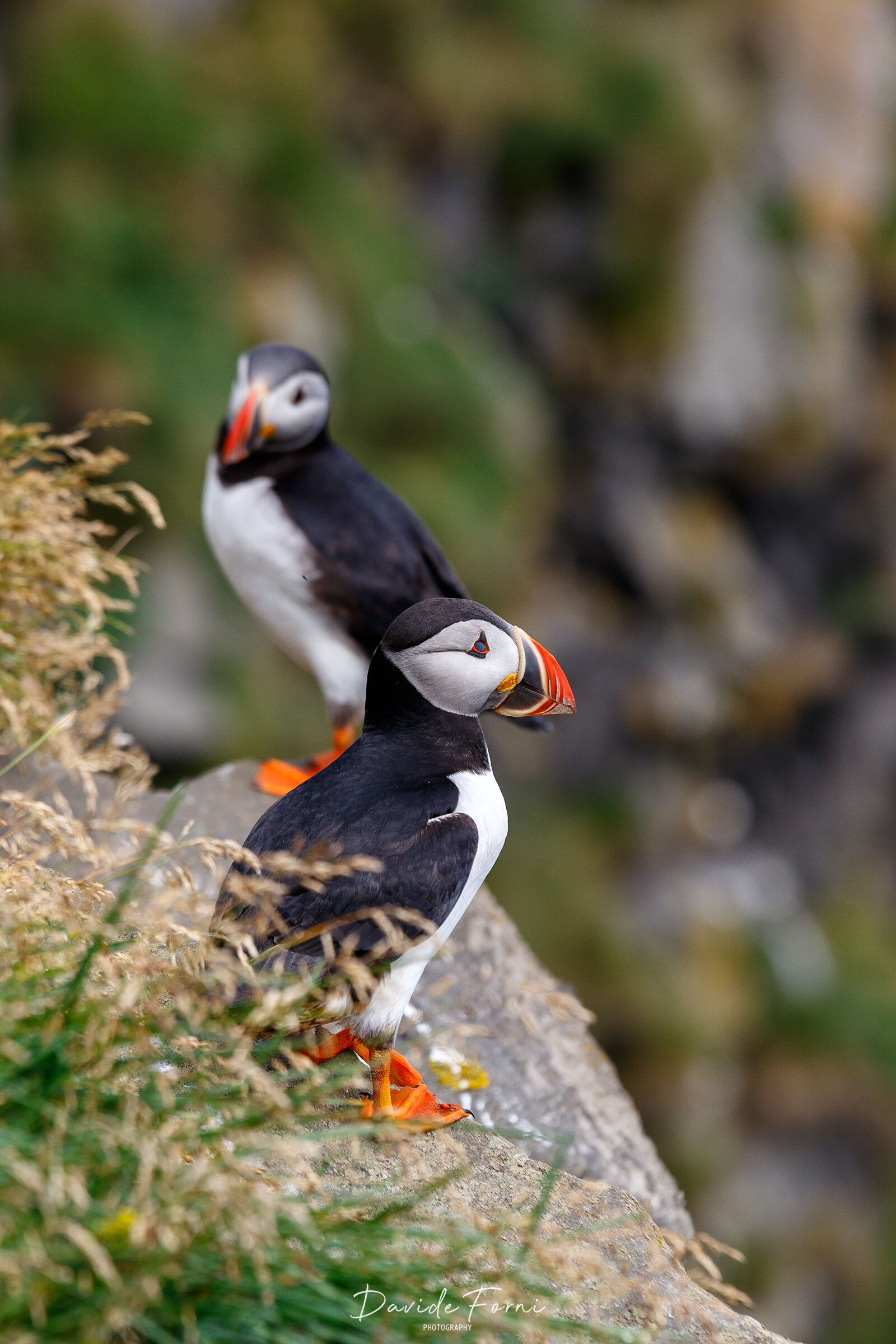 At last.... the Puffin!...