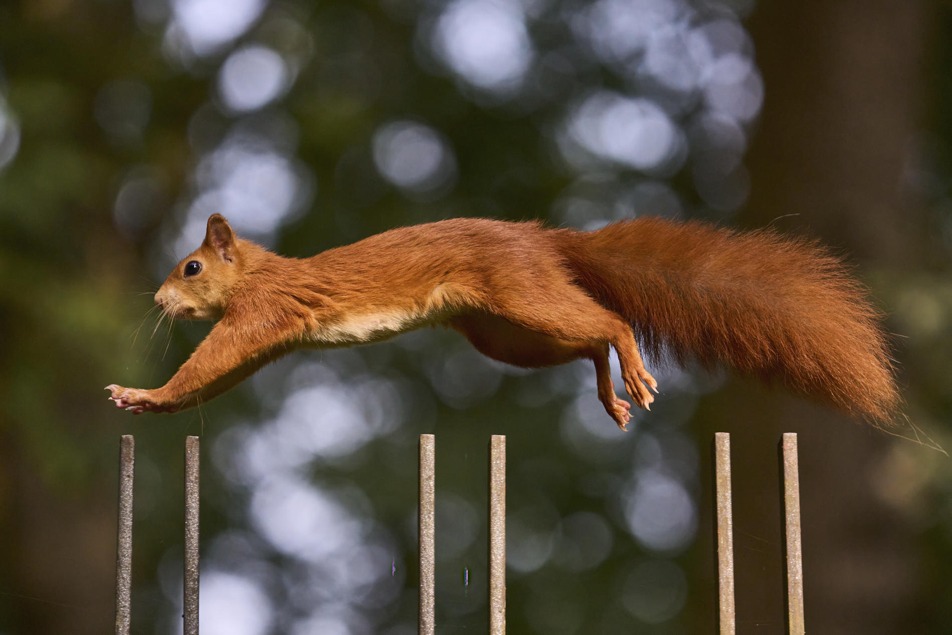 Opla' - red squirrel ...