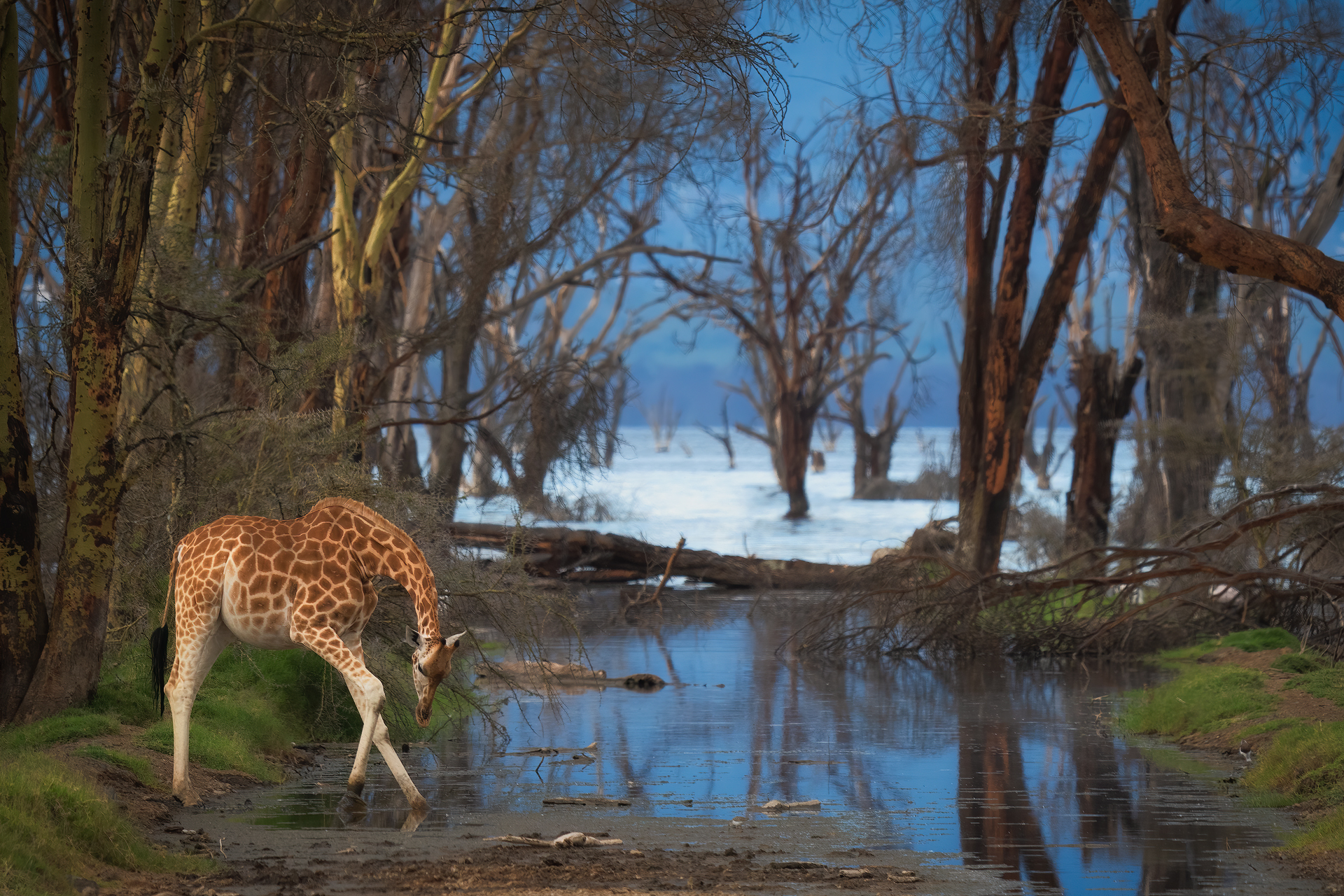 Giraffa sul lago...