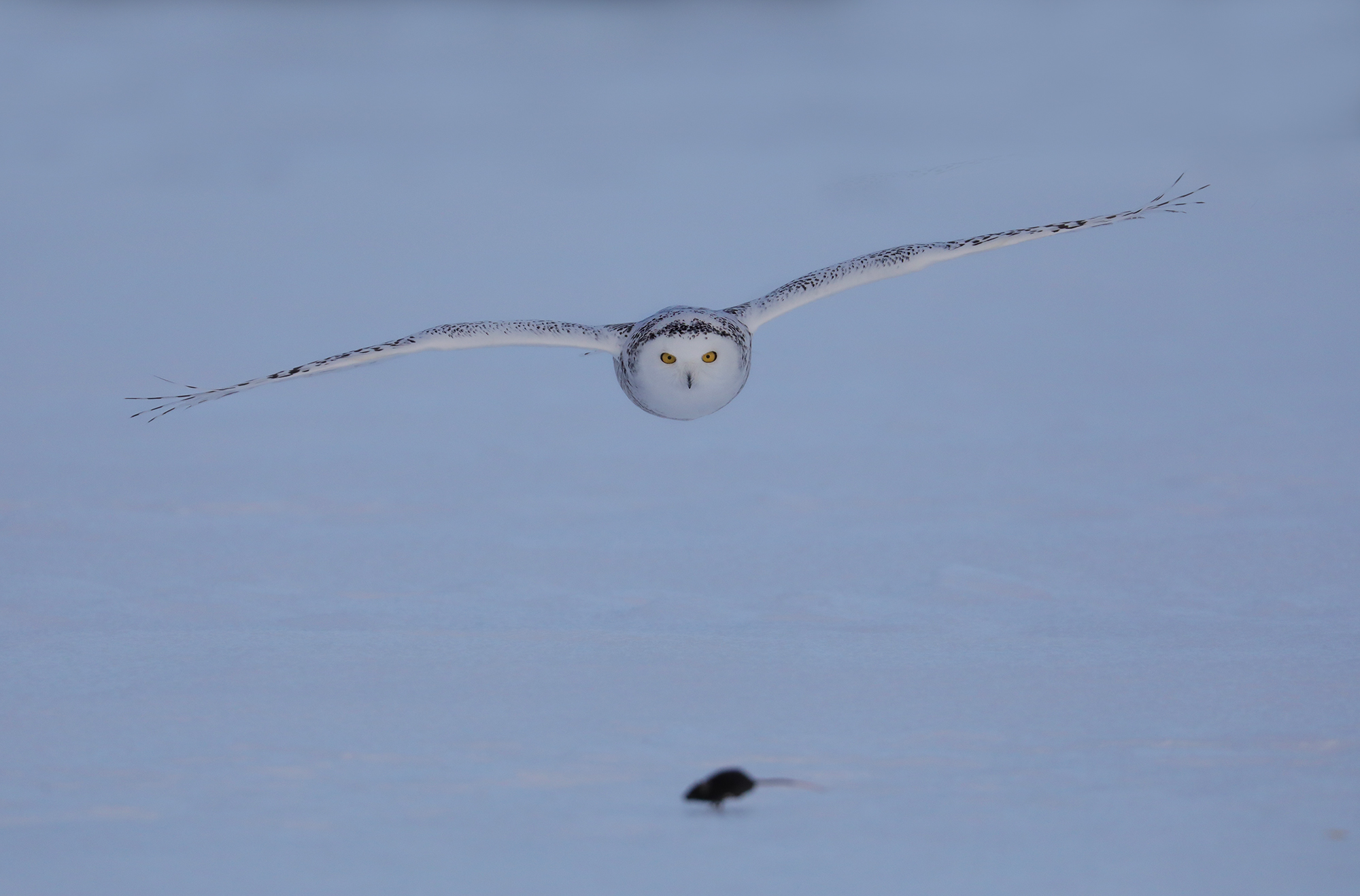 mouse hunting, snow owl...
