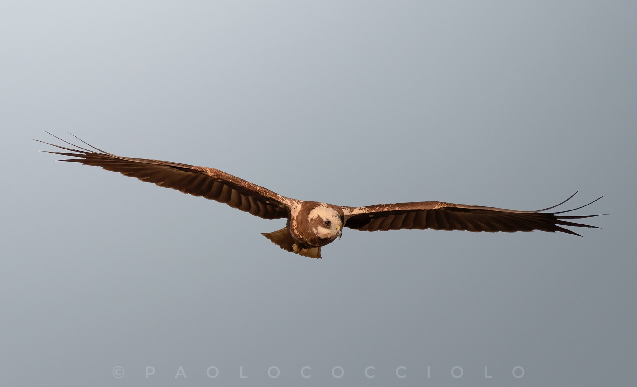 Female marsh falcon in flight...