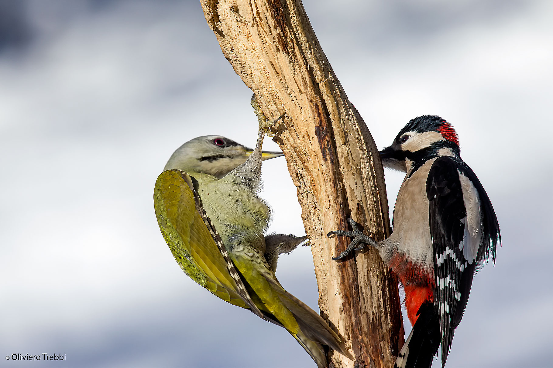gray woodpecker and greater red woodpecker...