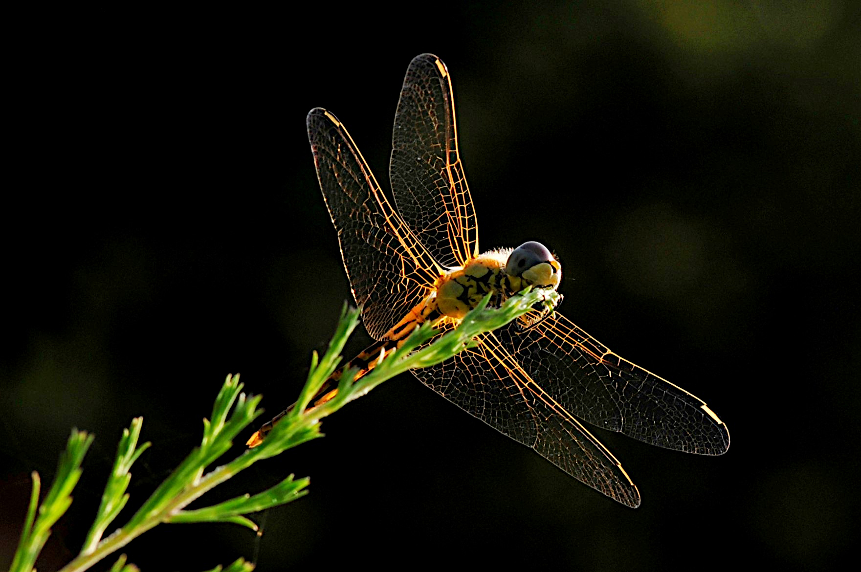 The dragonfly...
