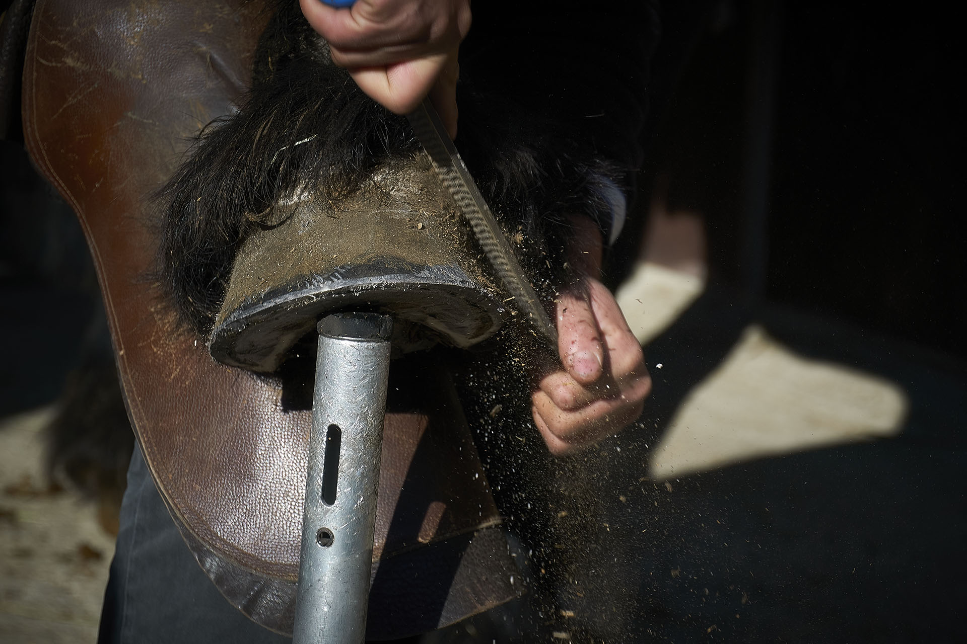 Farrier at work 03...