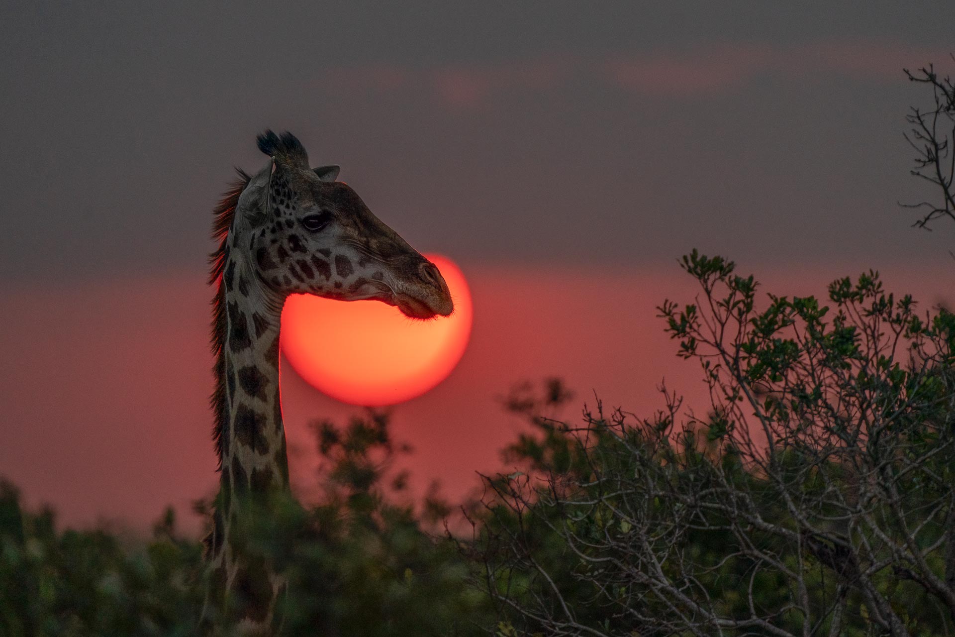 Giraffe at sunset...