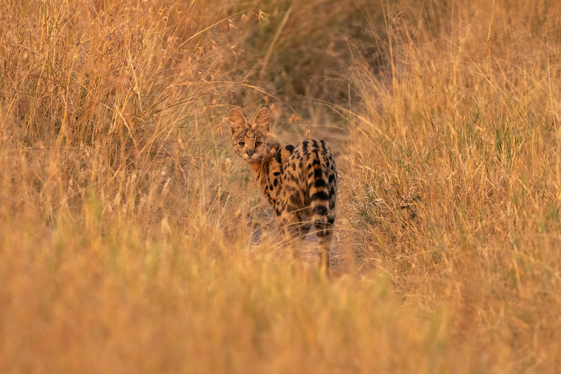 Serval cat at sunset...