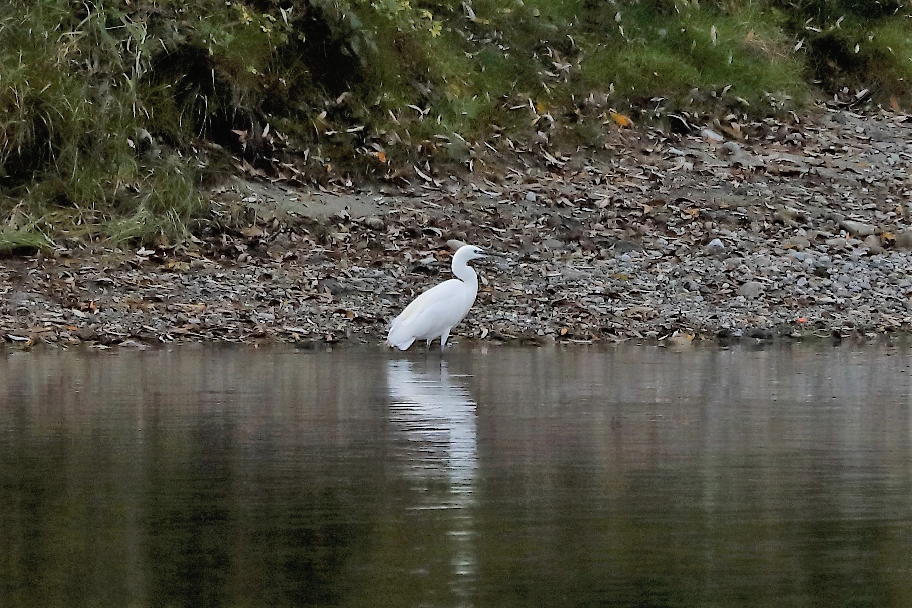 egret...
