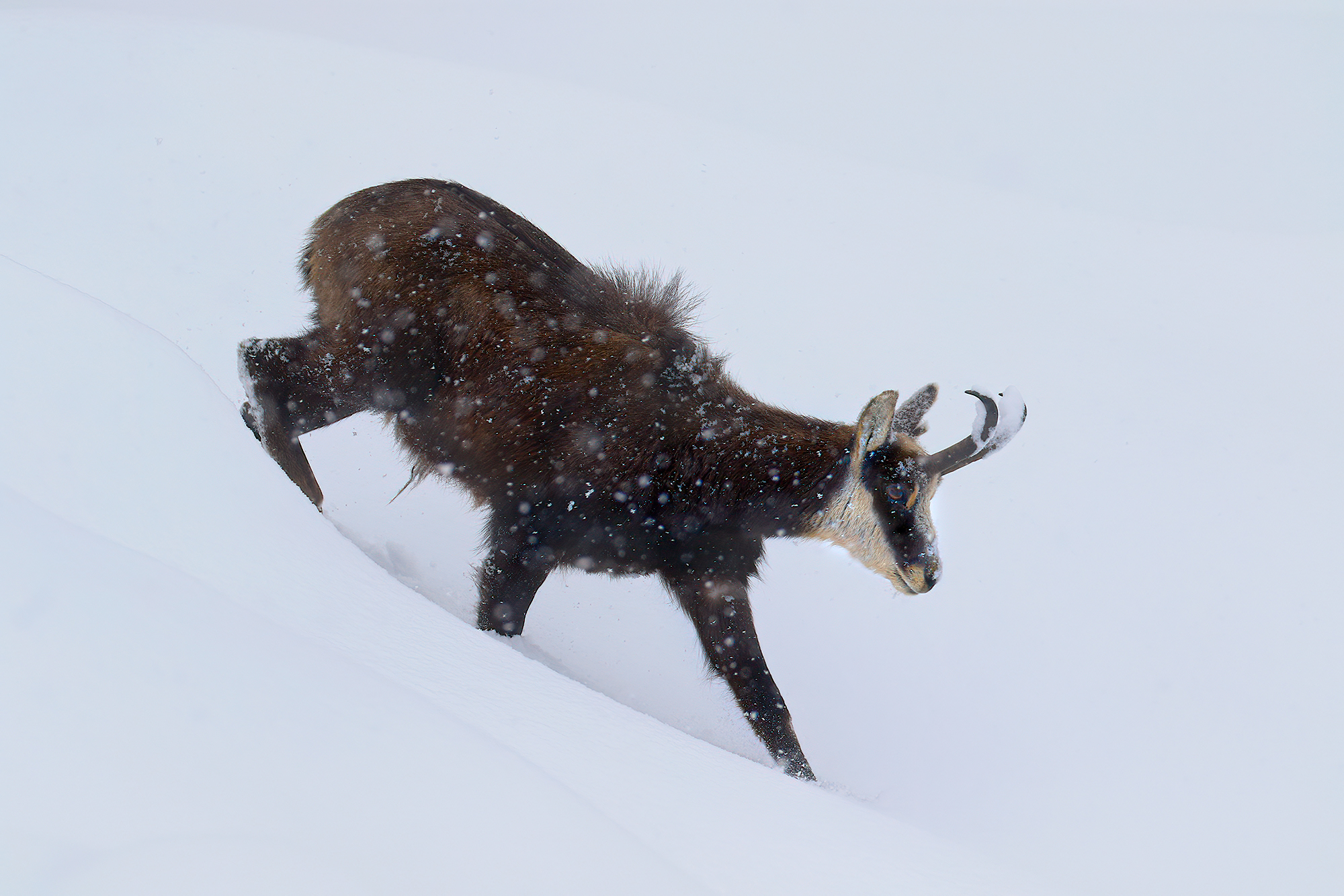 too much snow, chamois...