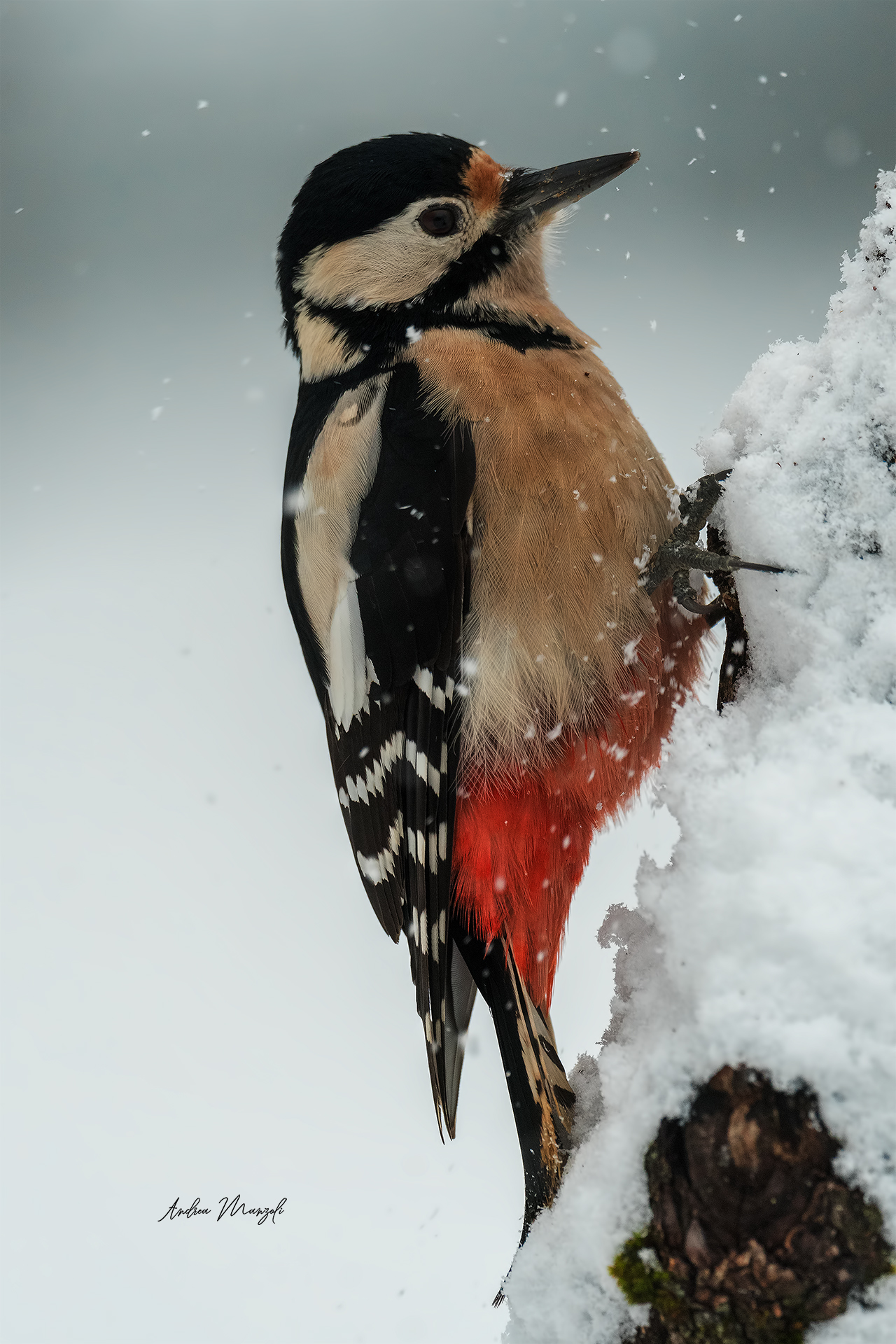 Woodpecker in the Snow...