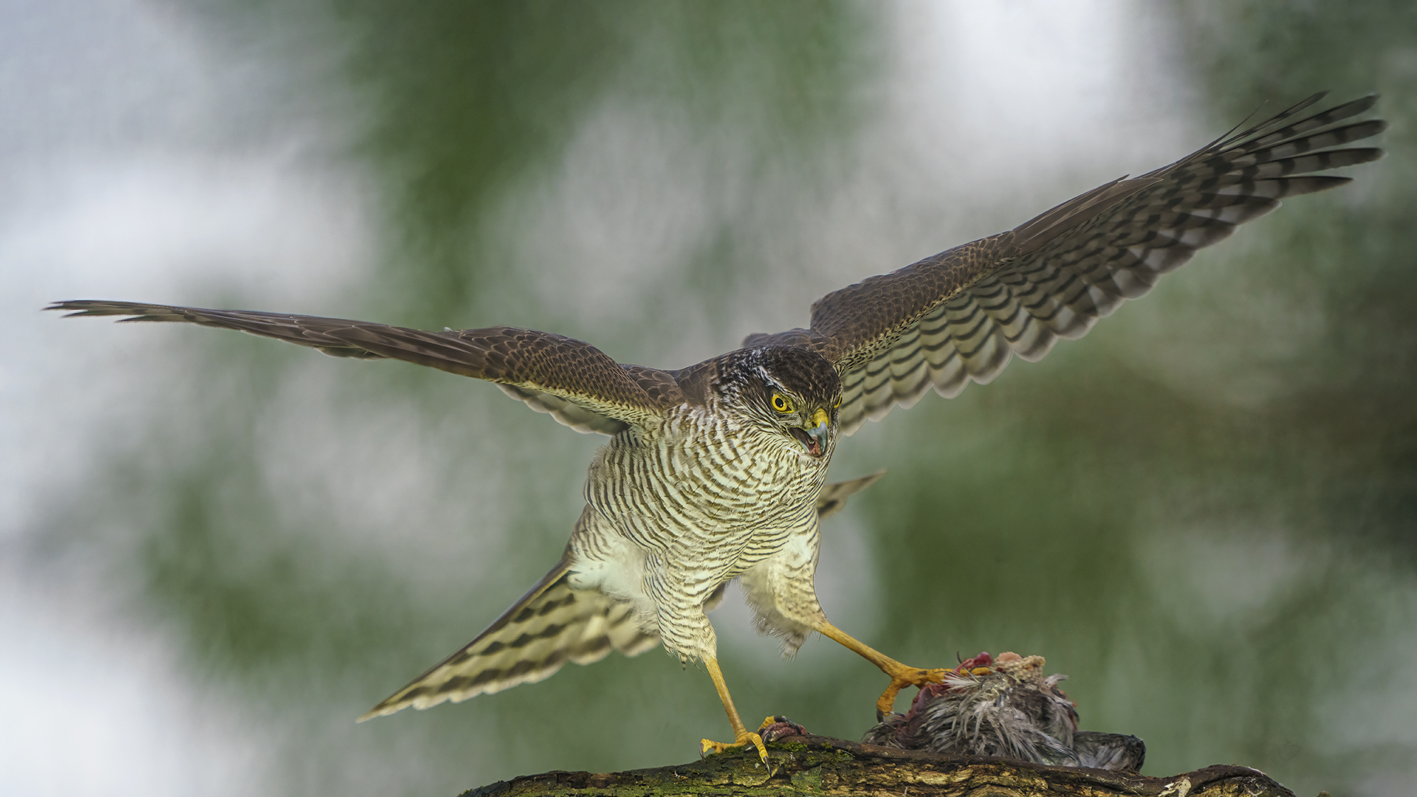 Sparrowhawk F and prey  ...