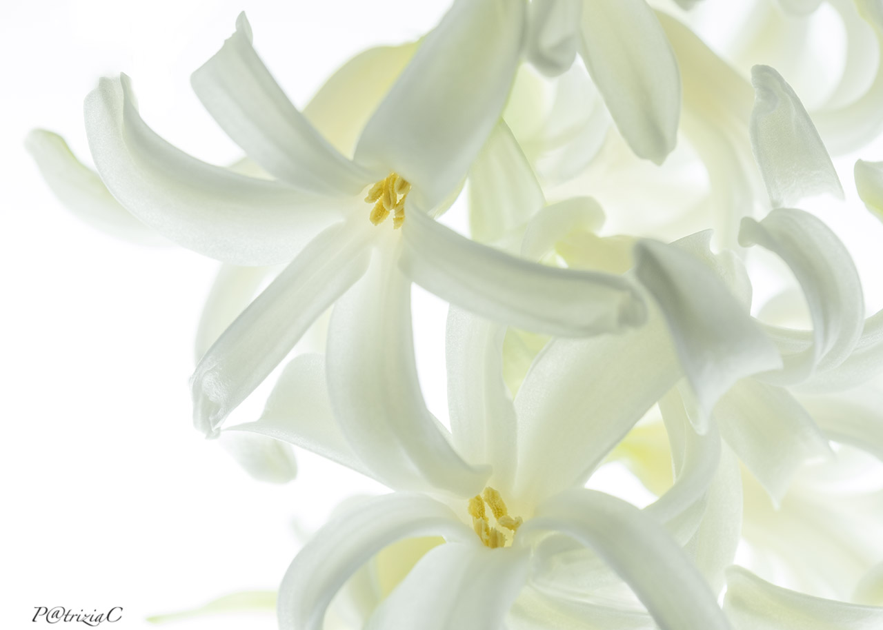 __hyacinthus__...