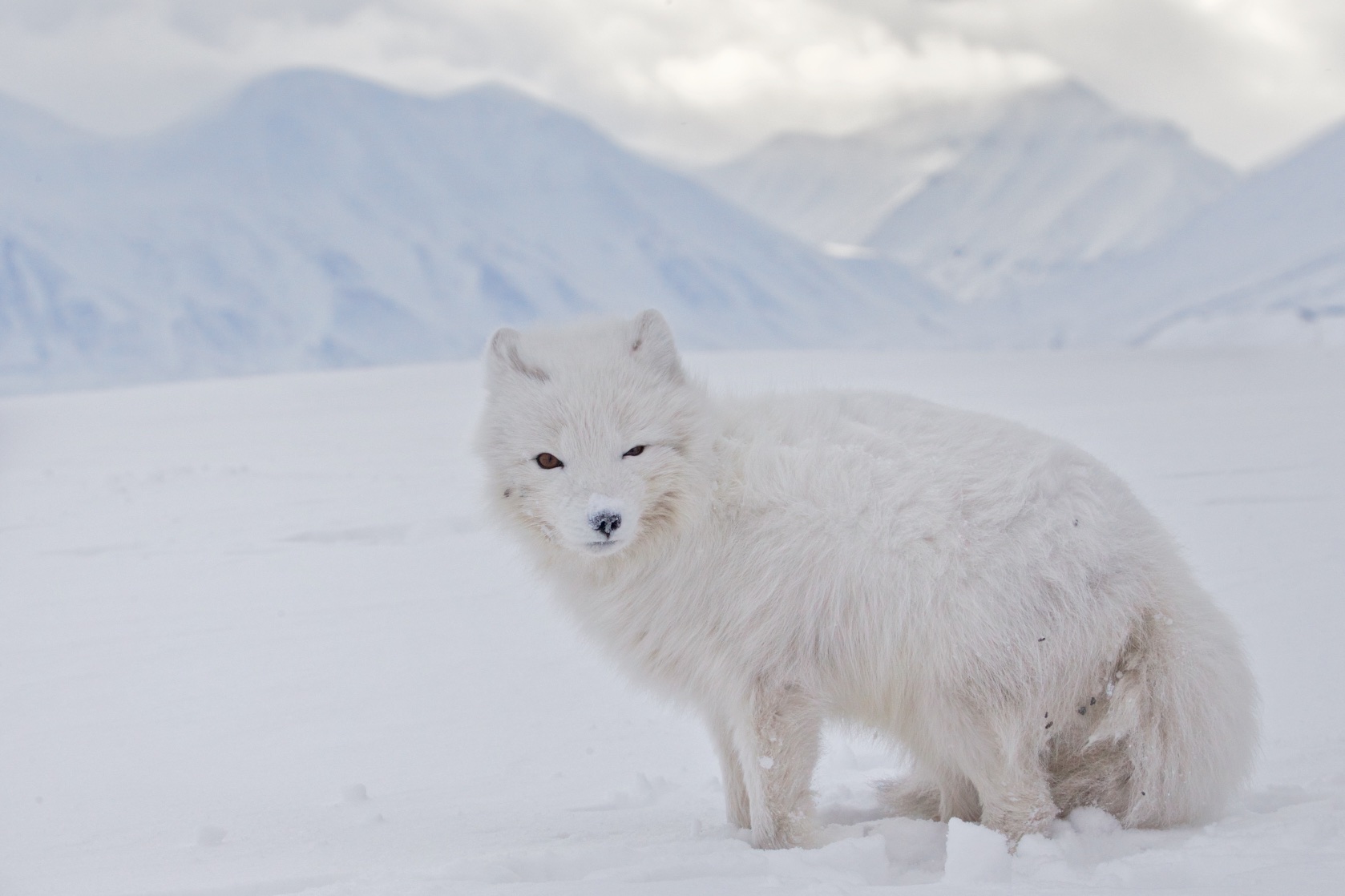 Arctic fox in its habitat...