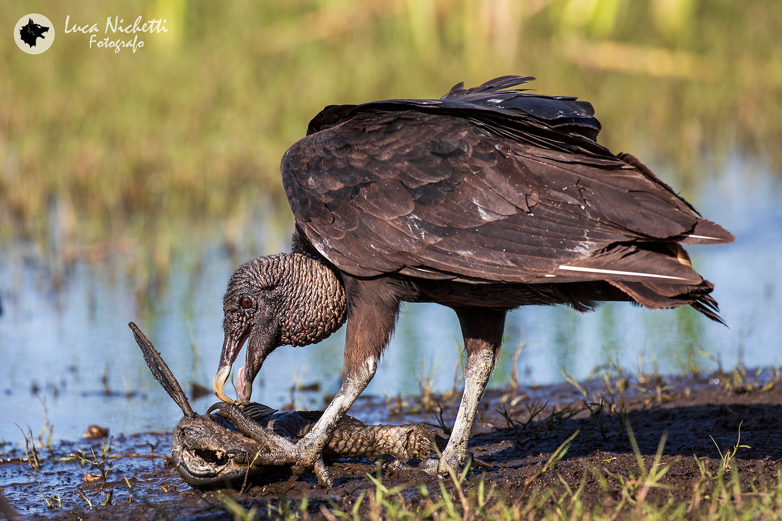 The dinner of the black vulture...