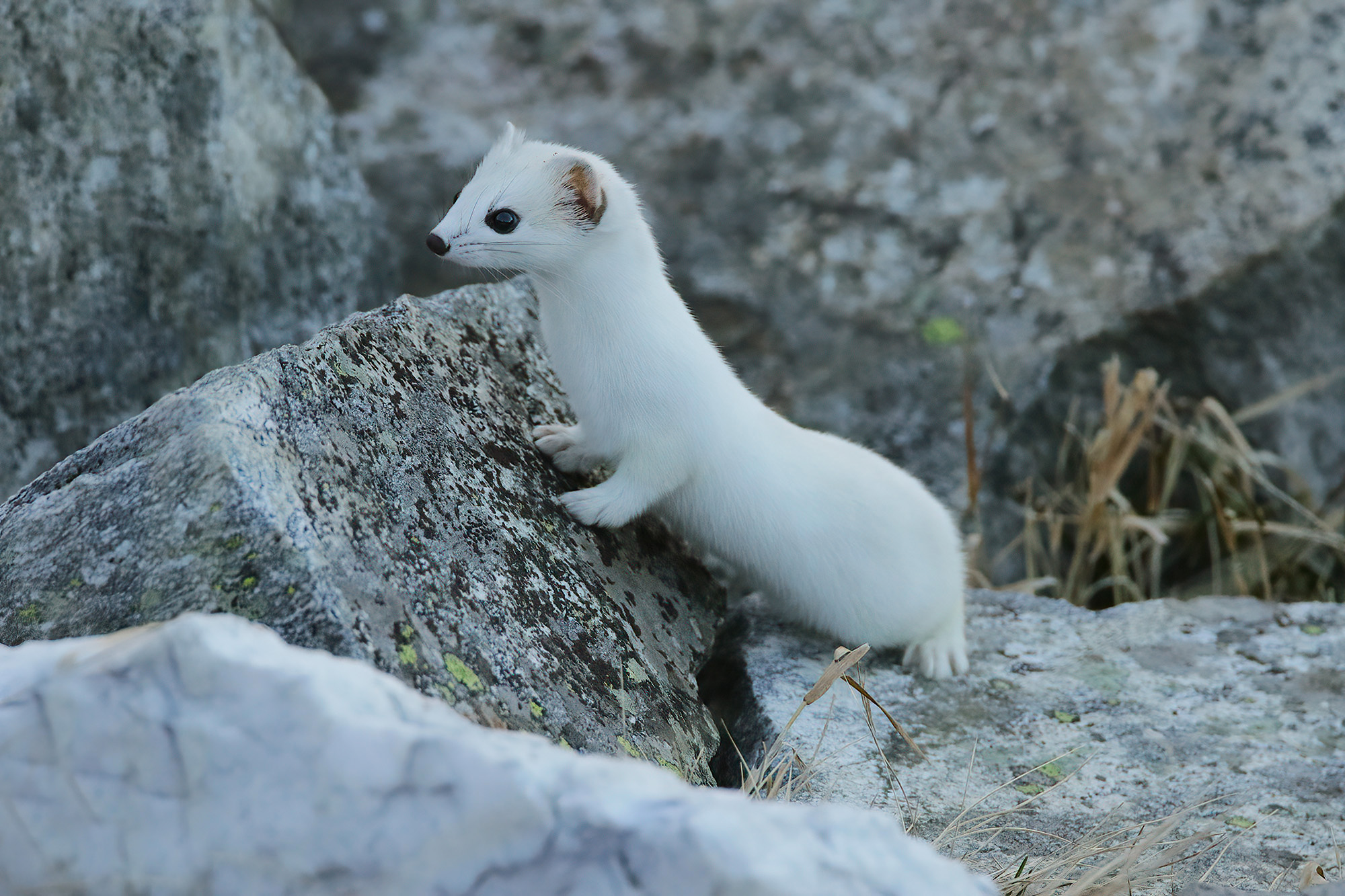 a sinuous body, winter ermine...