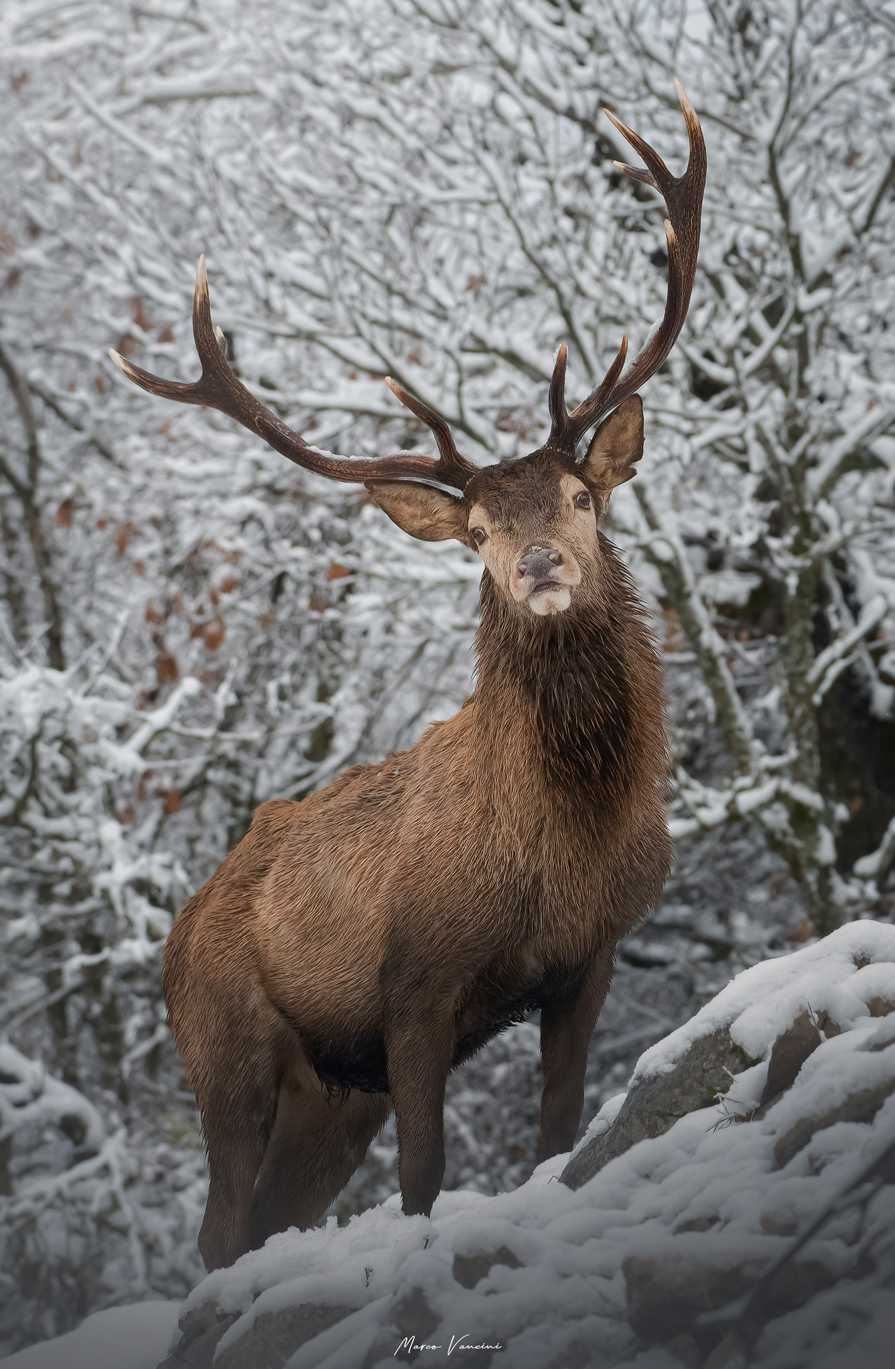 In the snowy woods, the noble deer ...