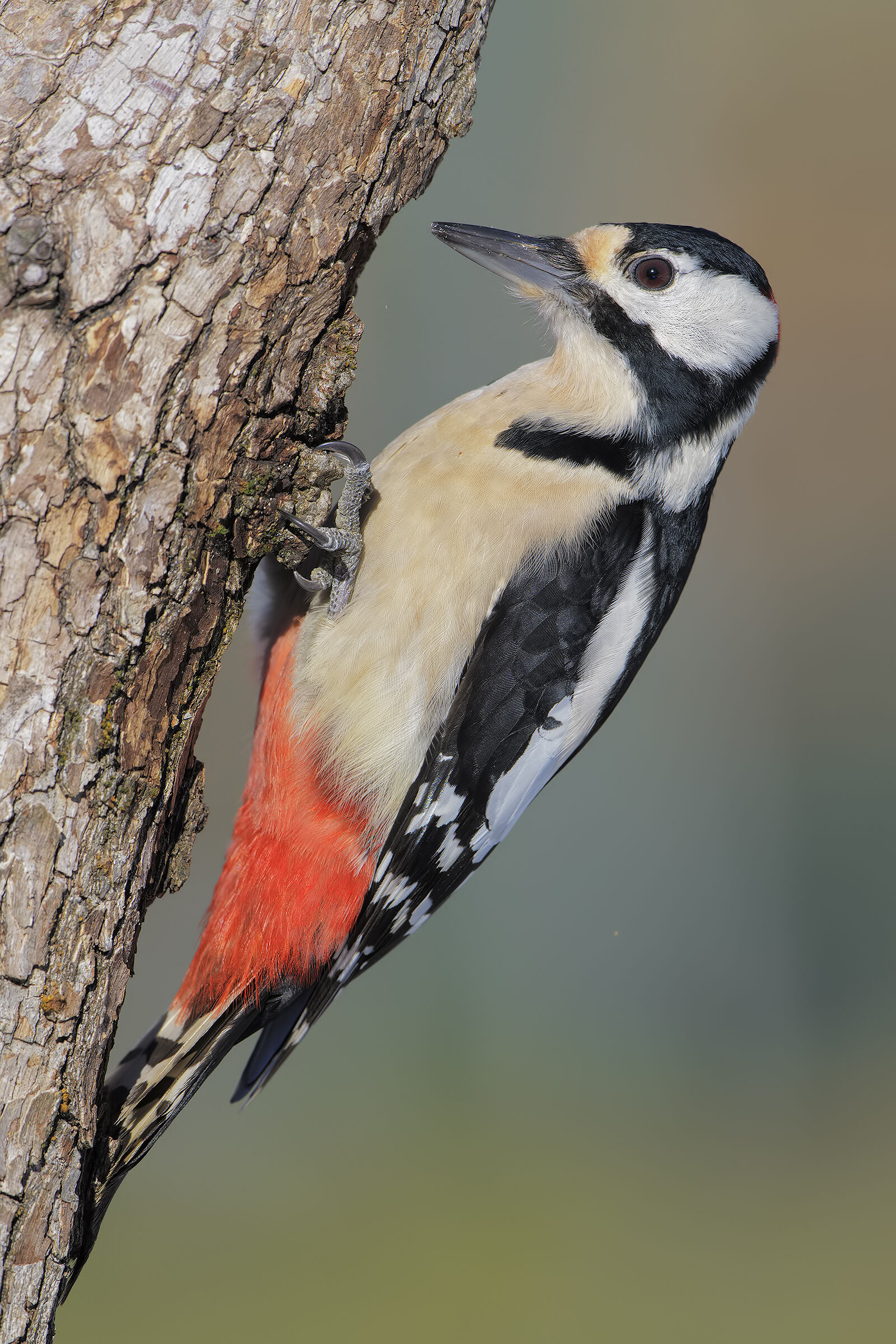 Greater red woodpecker ...