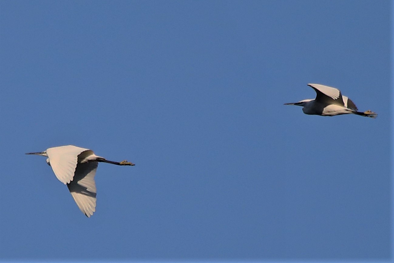 Egrets...