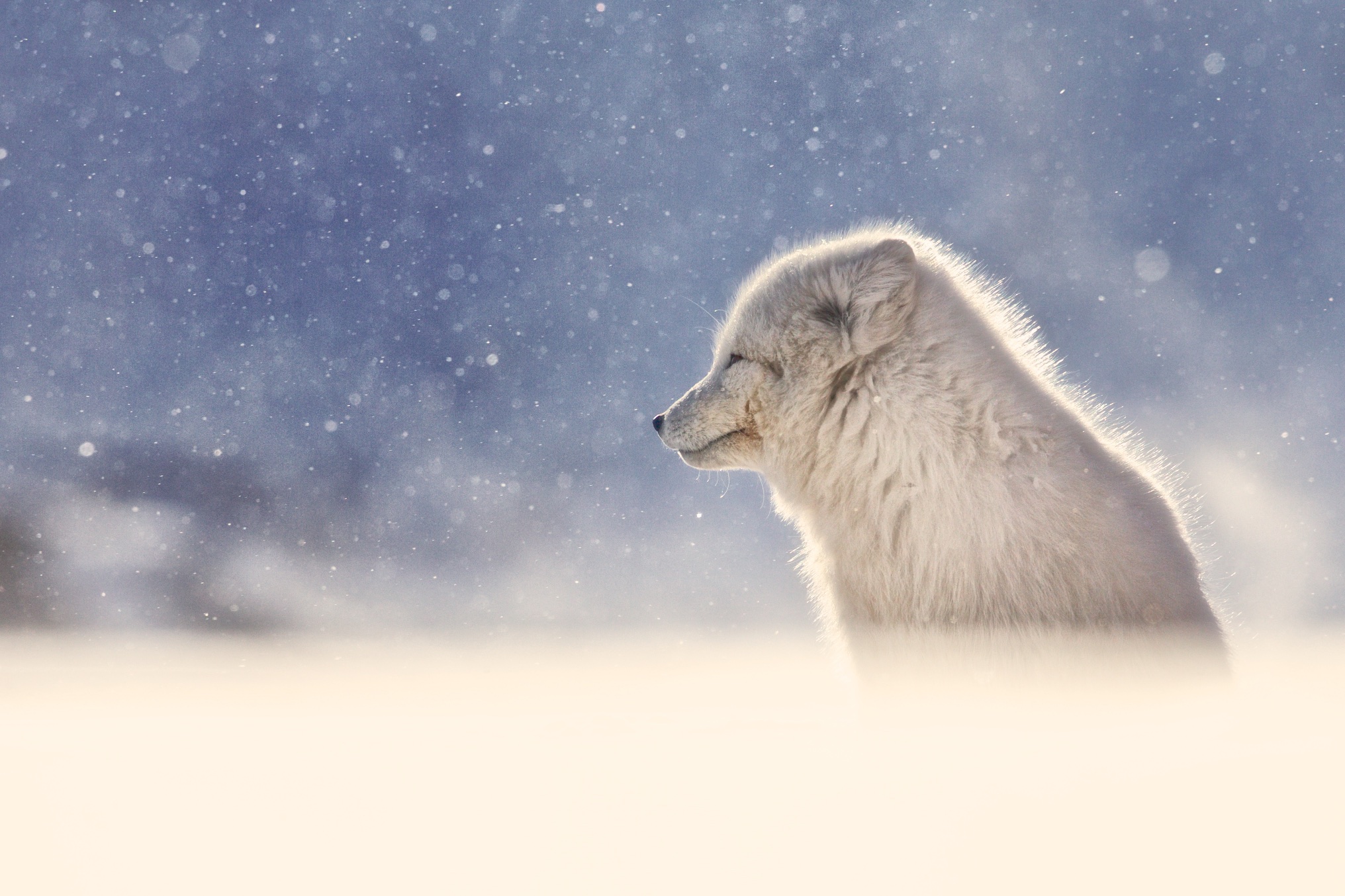 Arctic fox - profile...