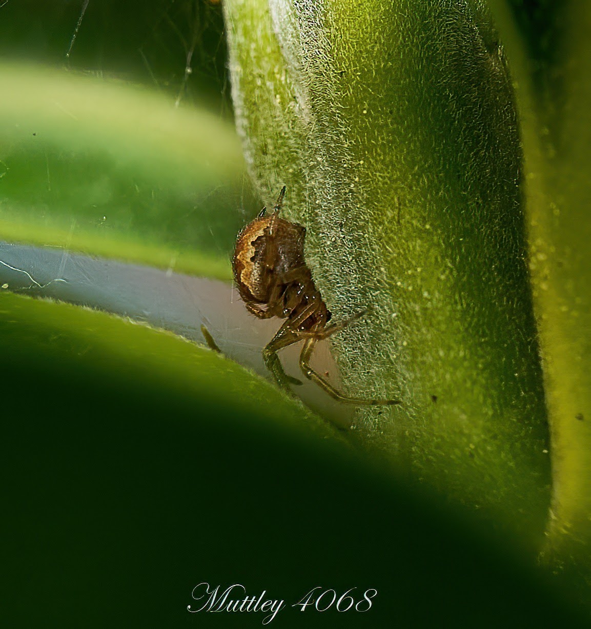 Spider Anelosimus Eximius ordine Theridiidae...