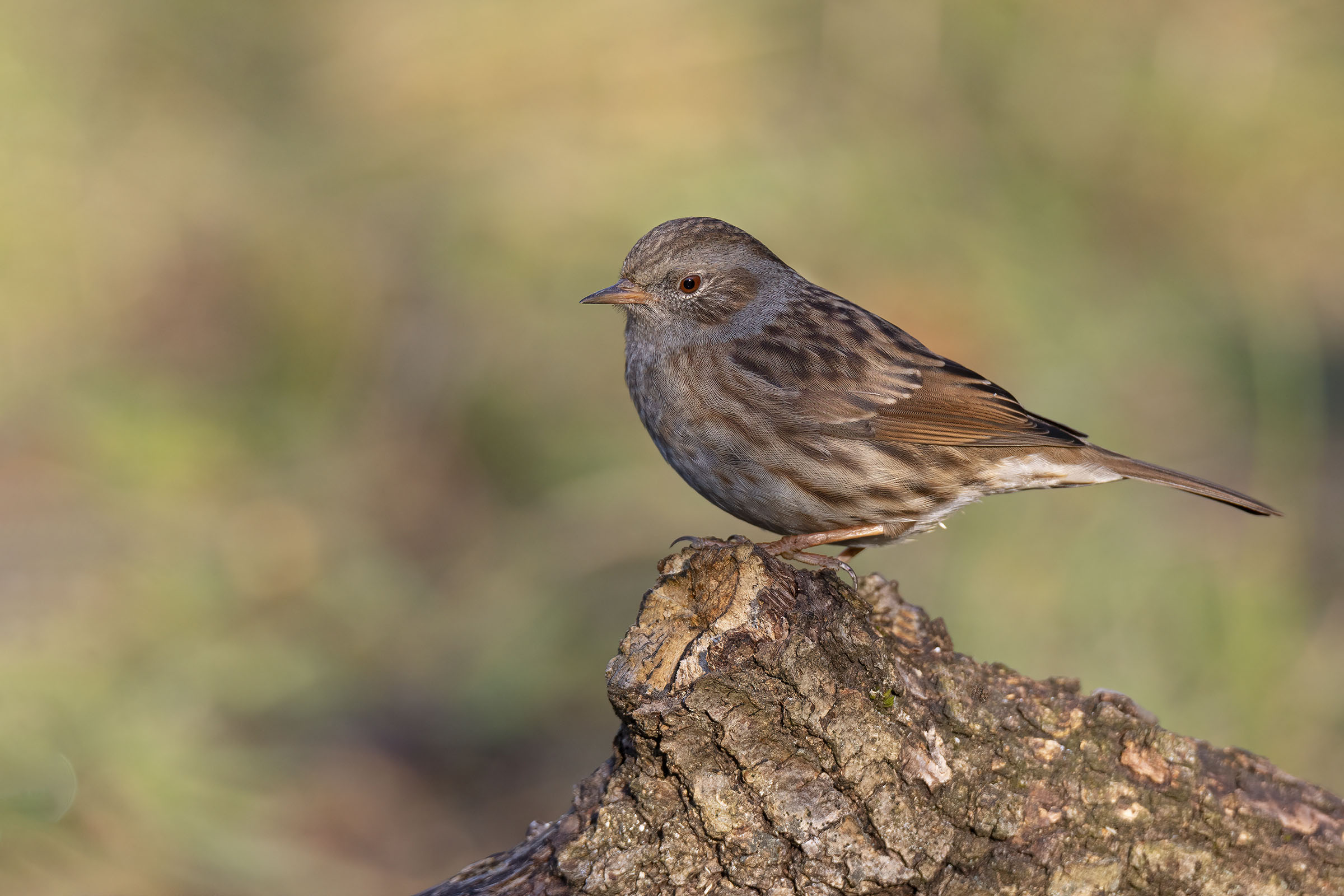 Dunnock...