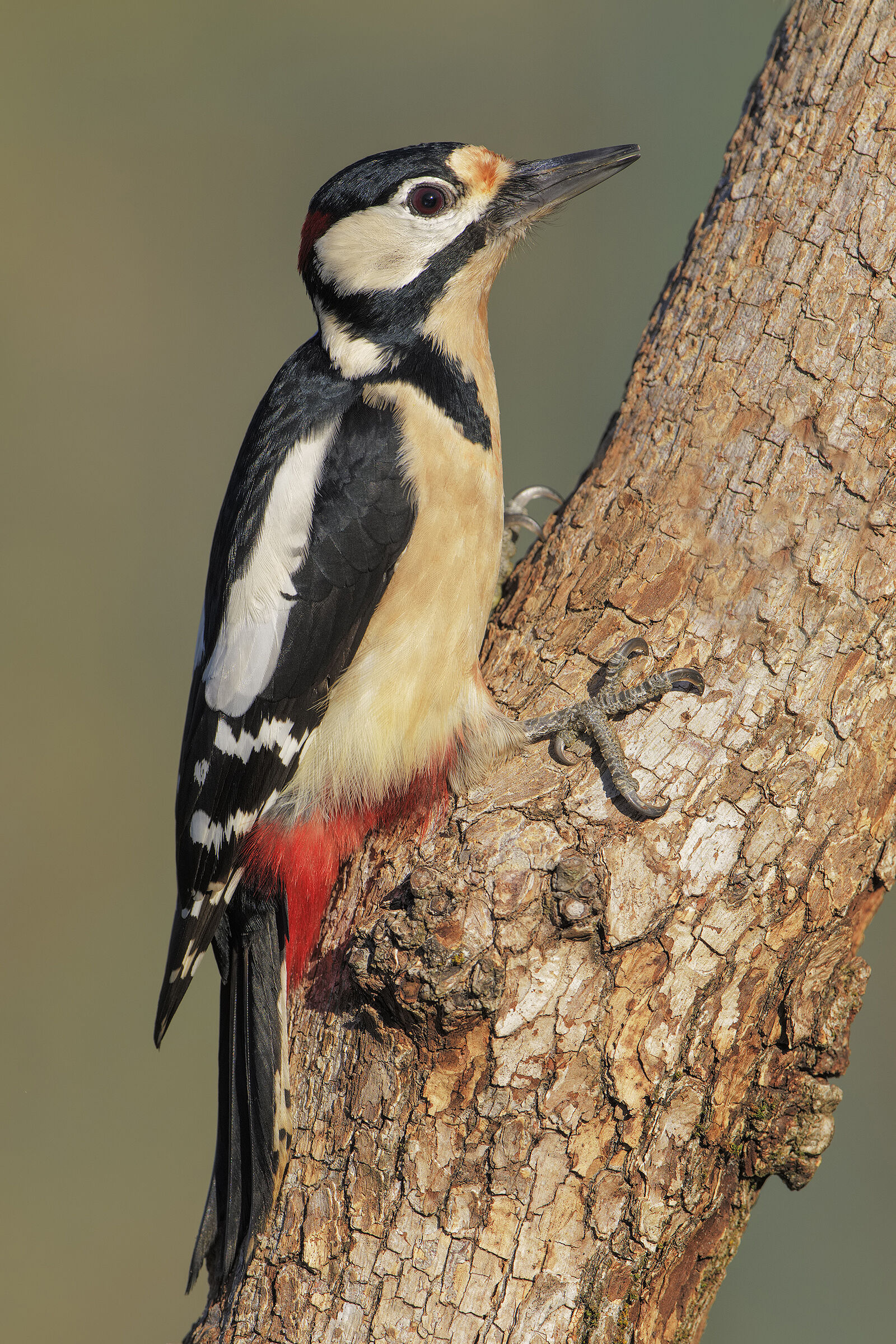 Red woodpecker greater m....