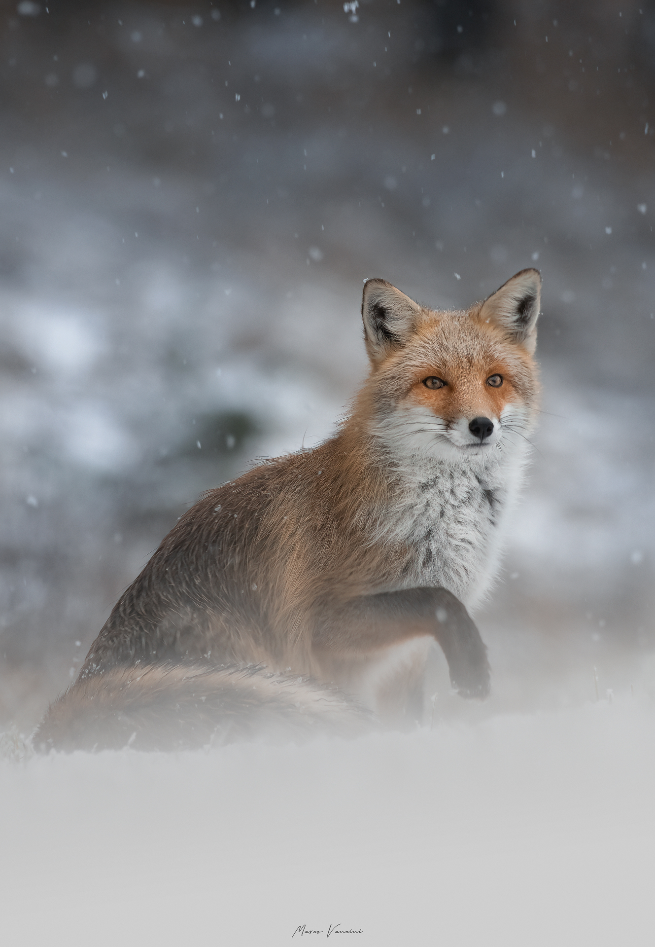 winter fox ...