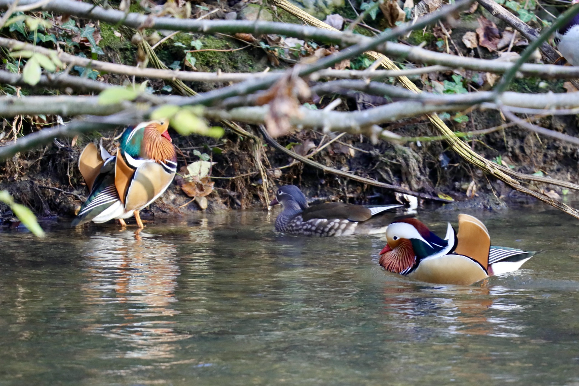 mandarin ducks...
