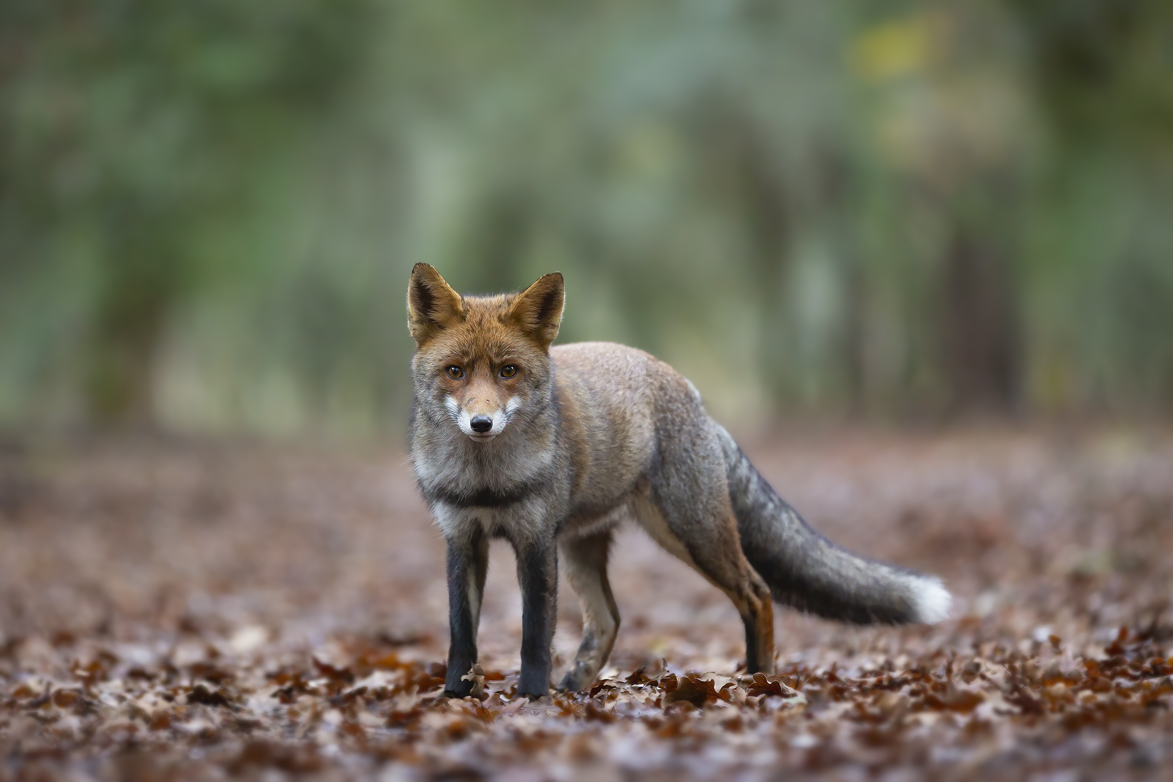 A Fox in the woods...