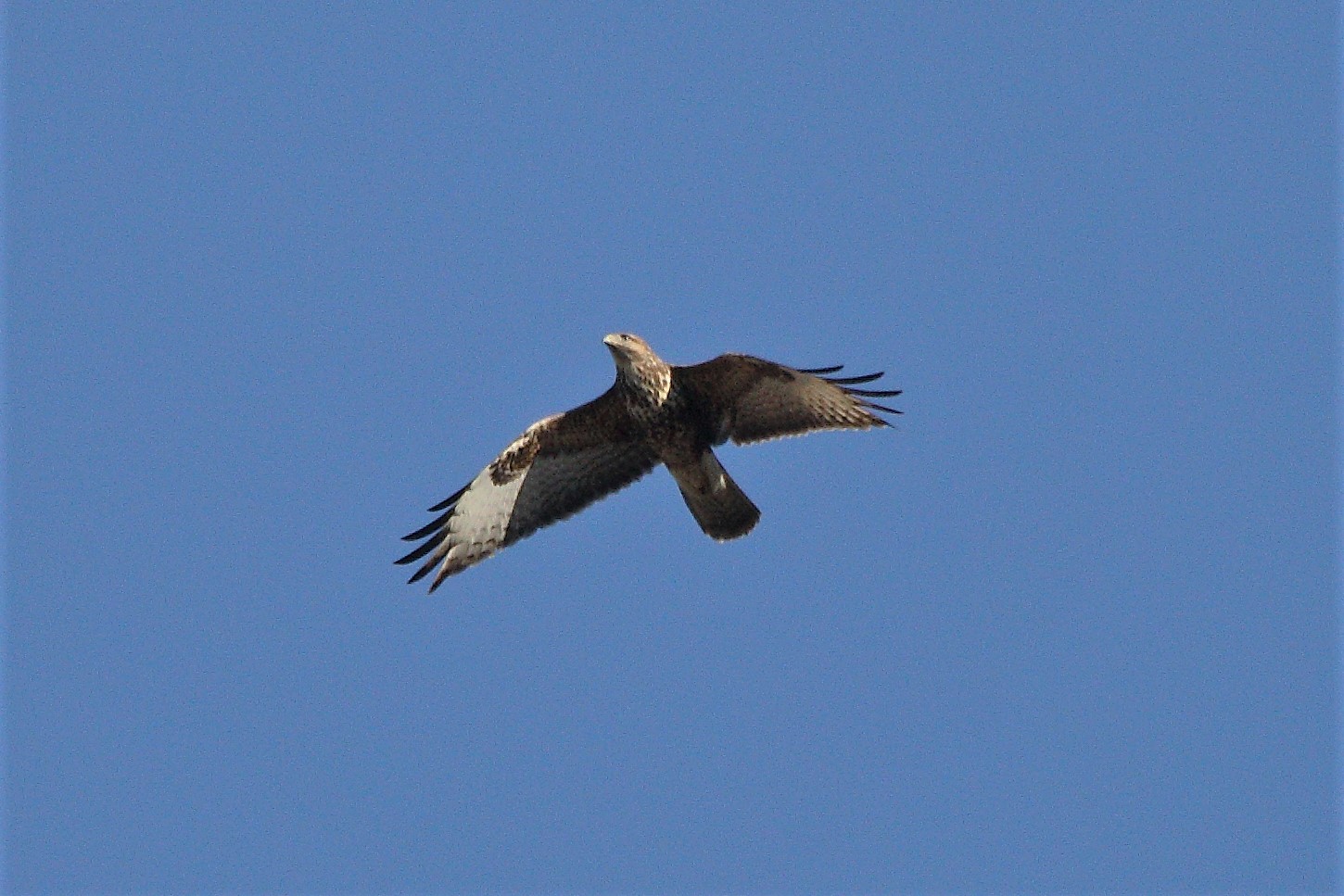 Buzzard...