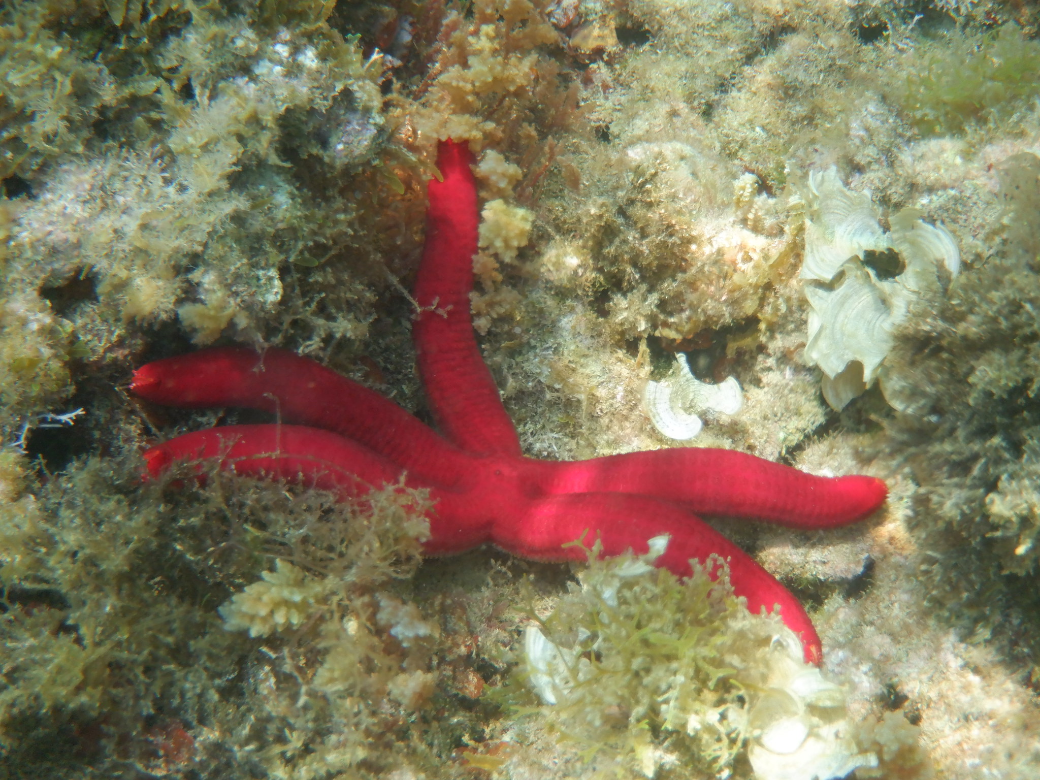 red sea star...
