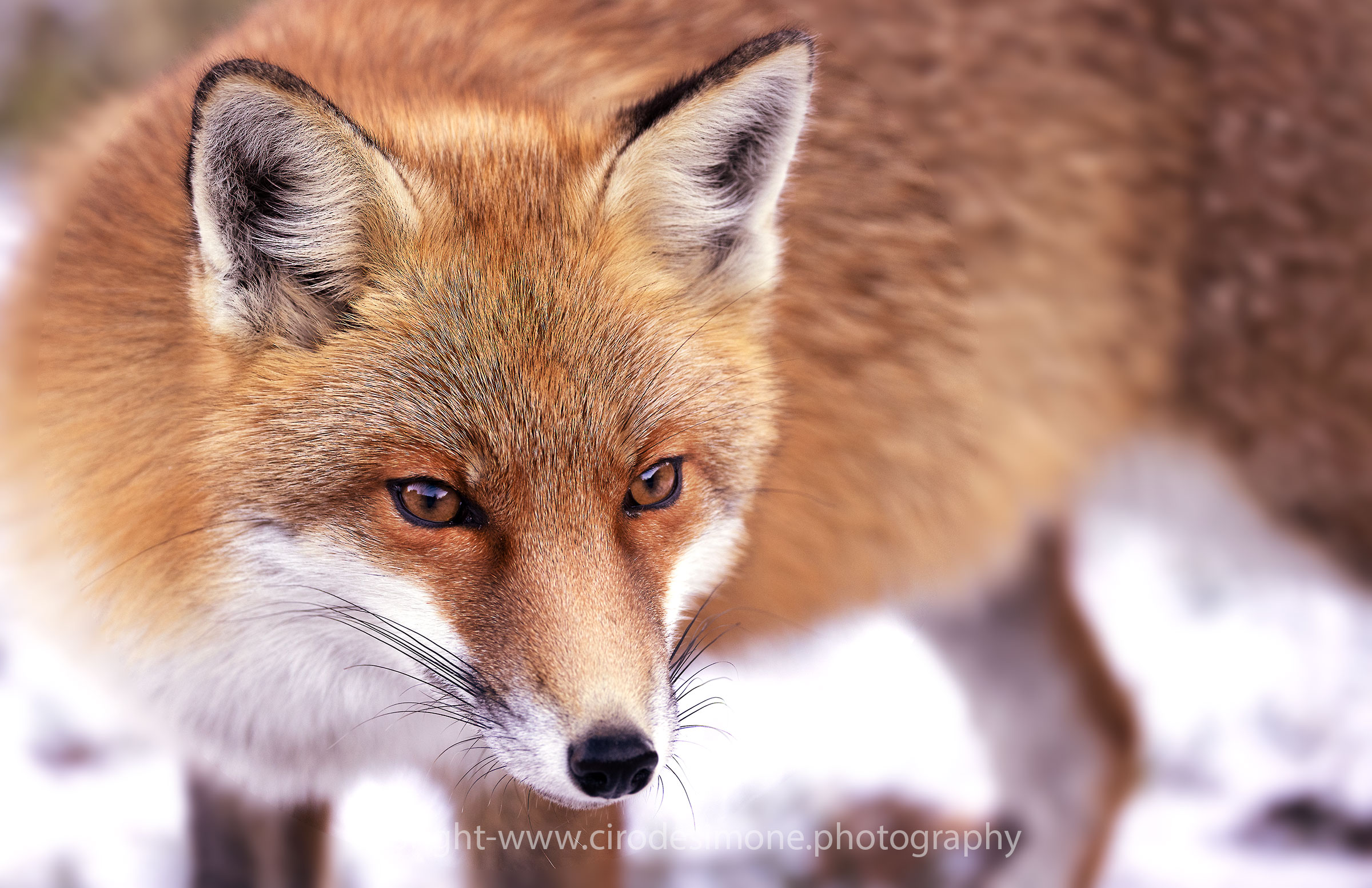 Portrait of a confidant fox...