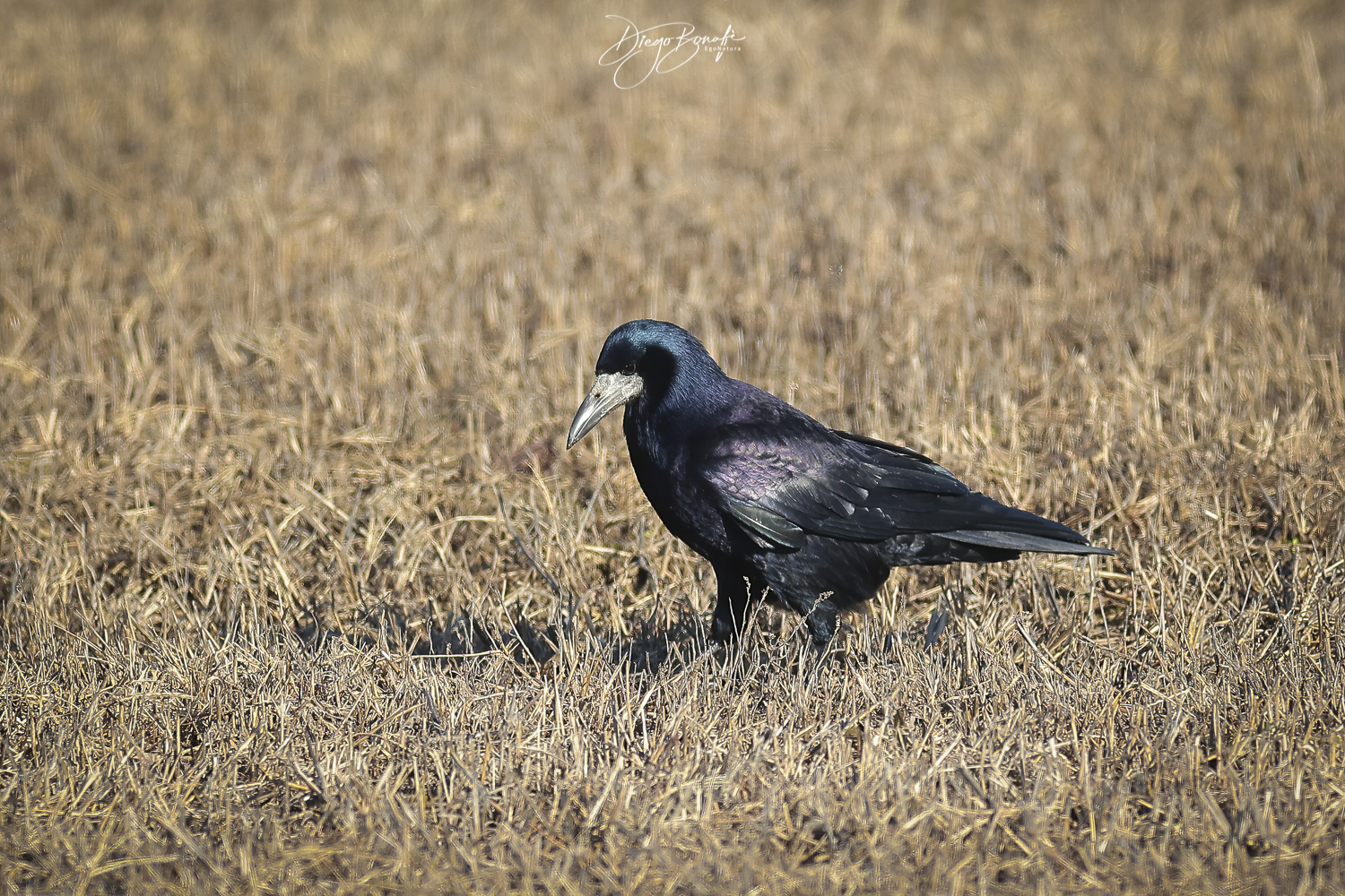 Common crow...