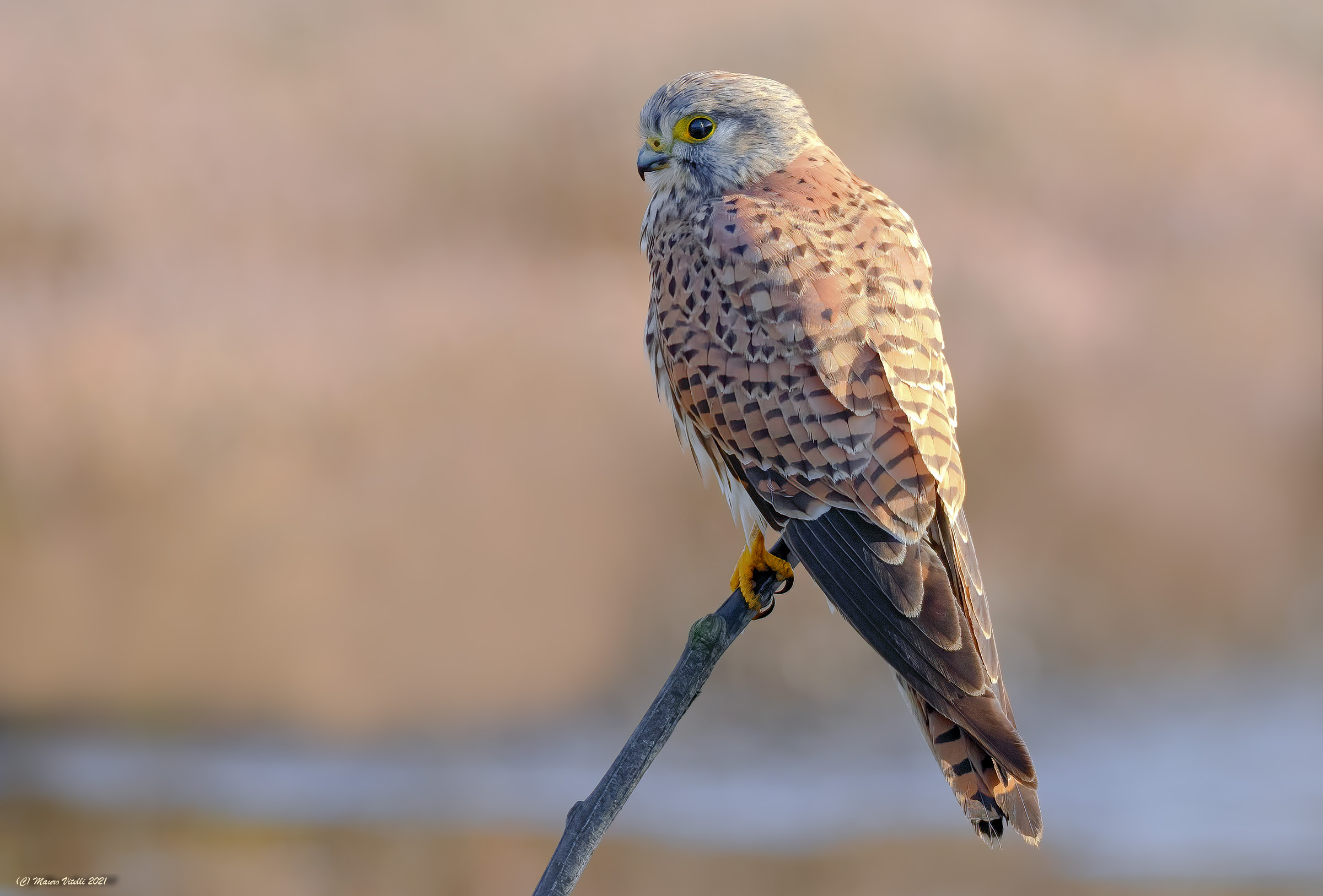 Kestrel (Falco tinnunculus) female...