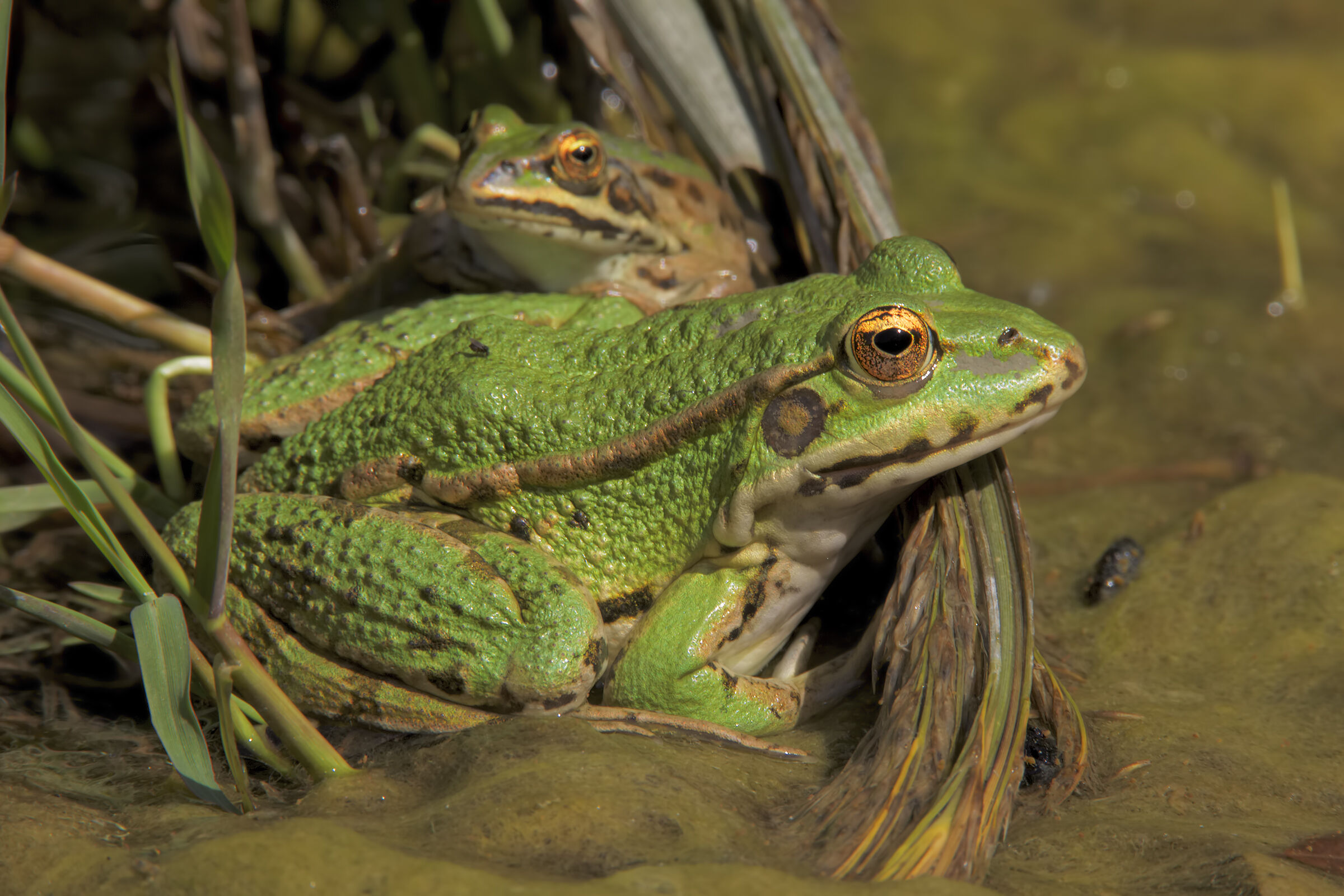 Green frog...
