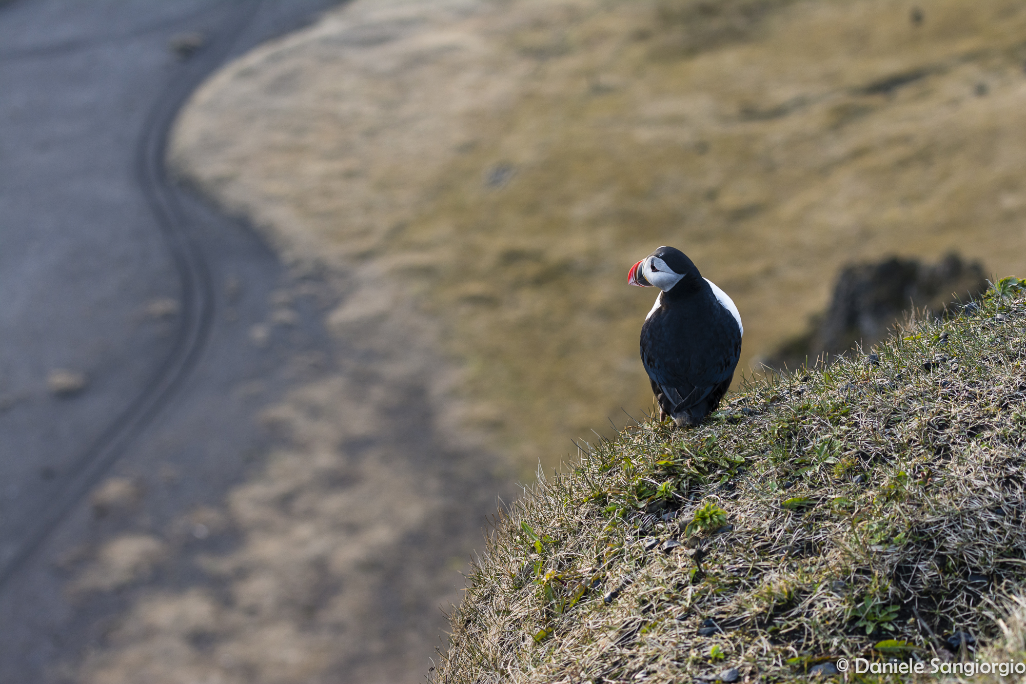 Lonely puffin...